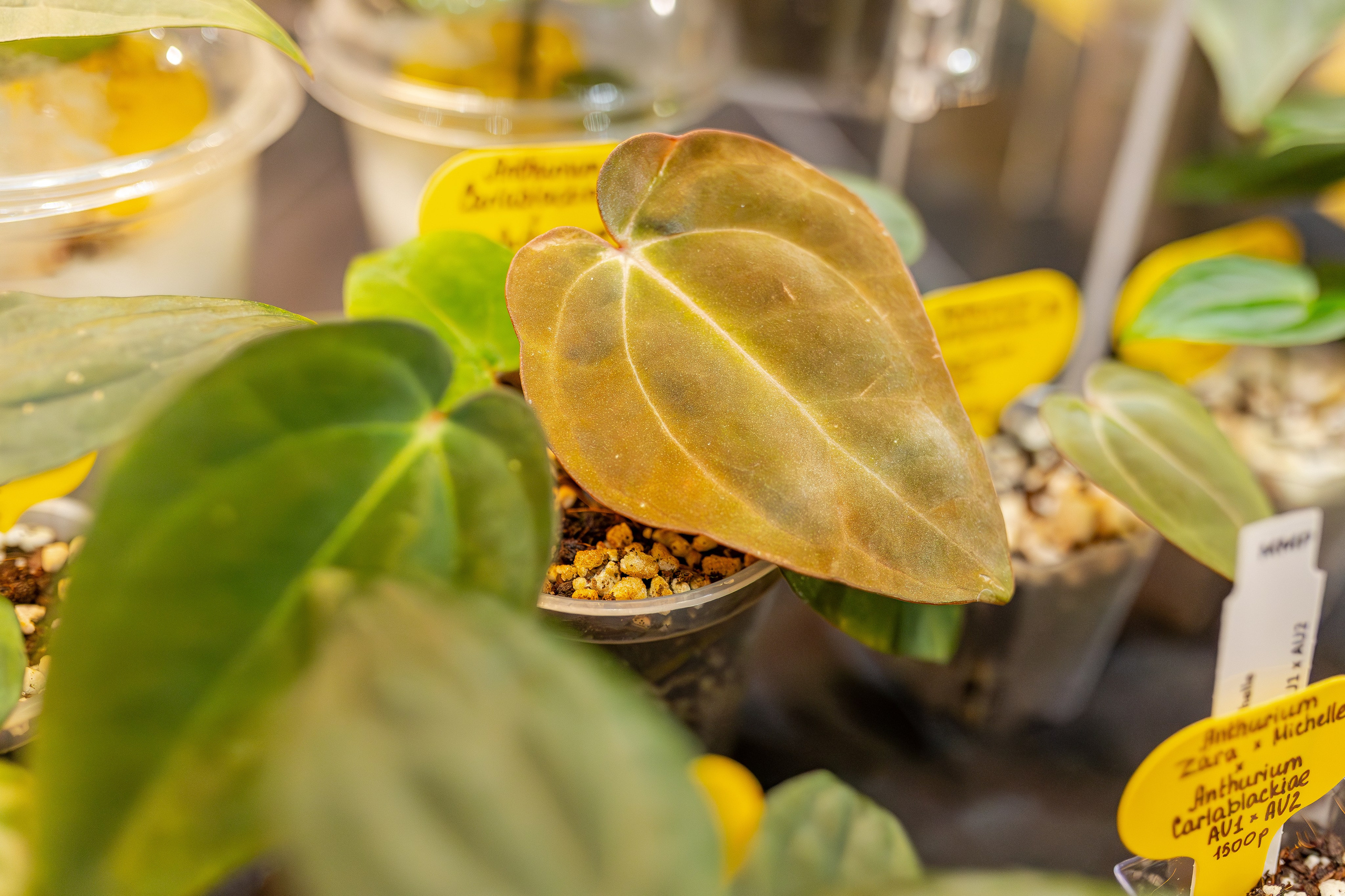 Монстериум апрель 2026. Александра Куликова фотограф, Москва