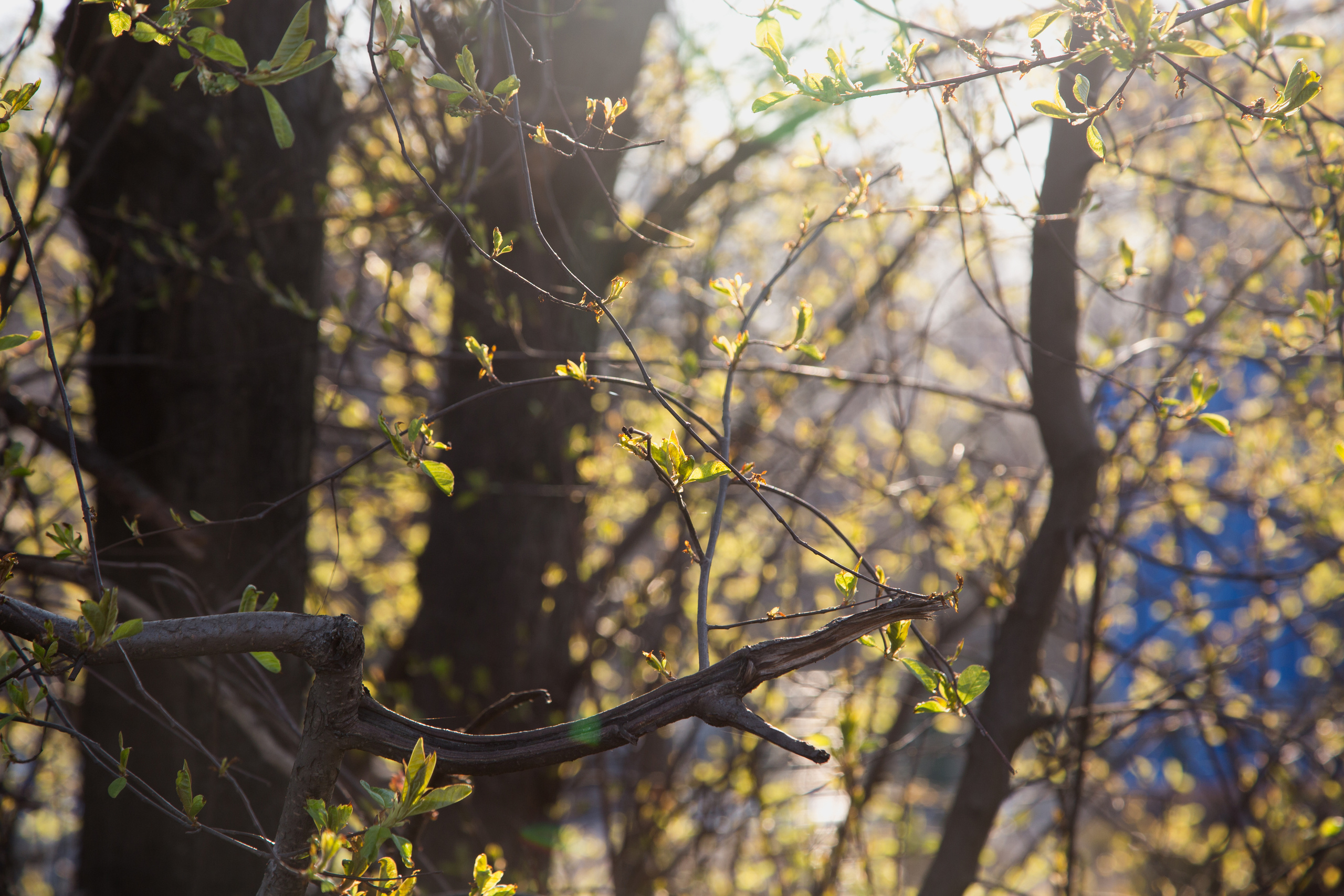 Кусково. Coach & photographer Anna Sushkova | Valencia, Spain