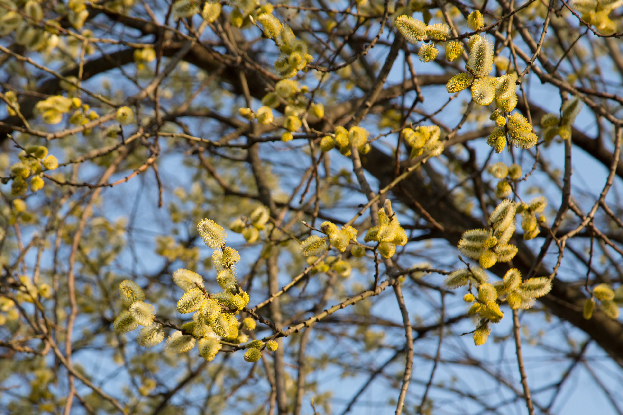 Кусково. Coach & photographer Anna Sushkova | Valencia, Spain