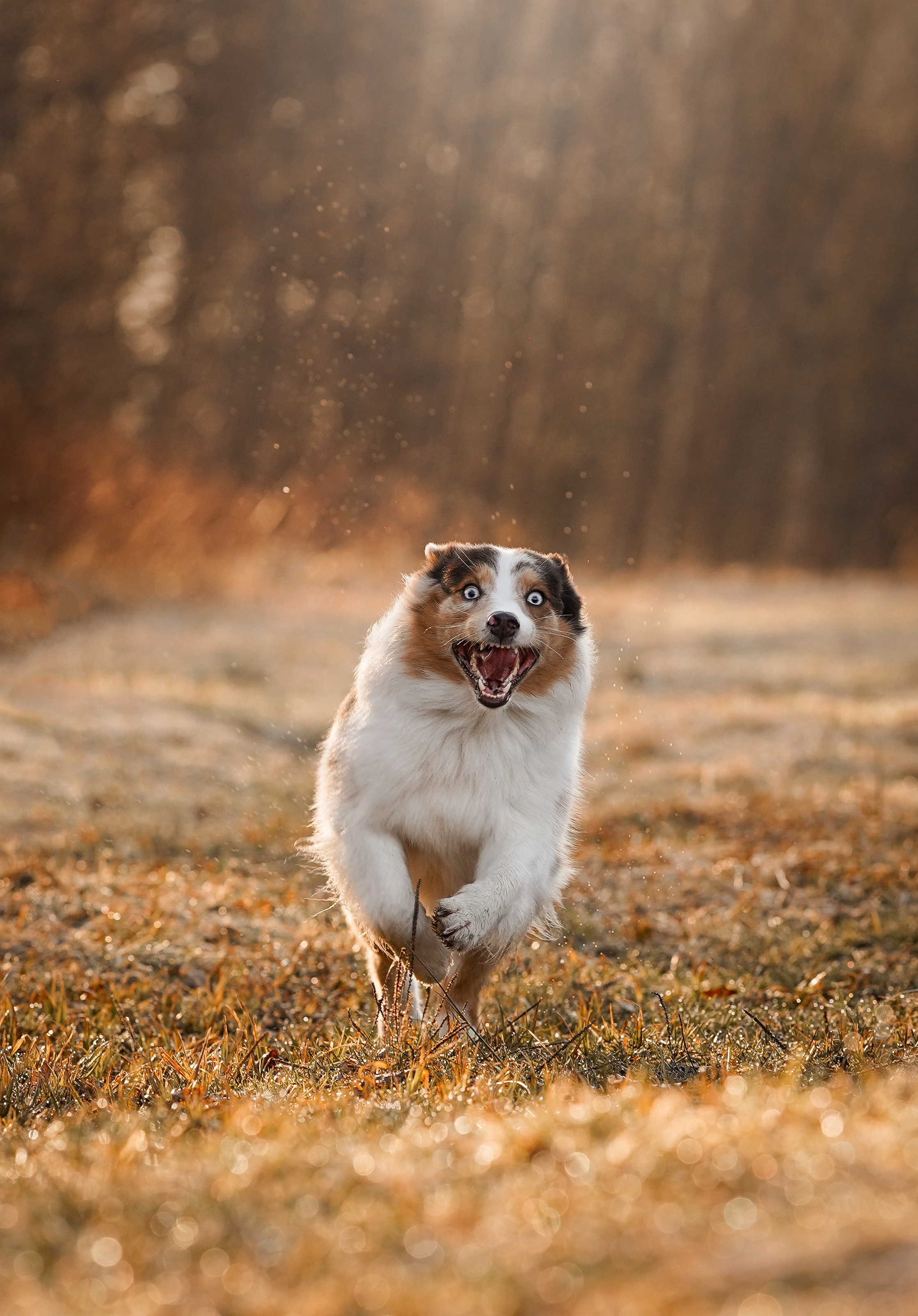 Кристина Рокки и Валькирия. Фотограф-анималист в Санкт-Петербурге Яна Мартынова