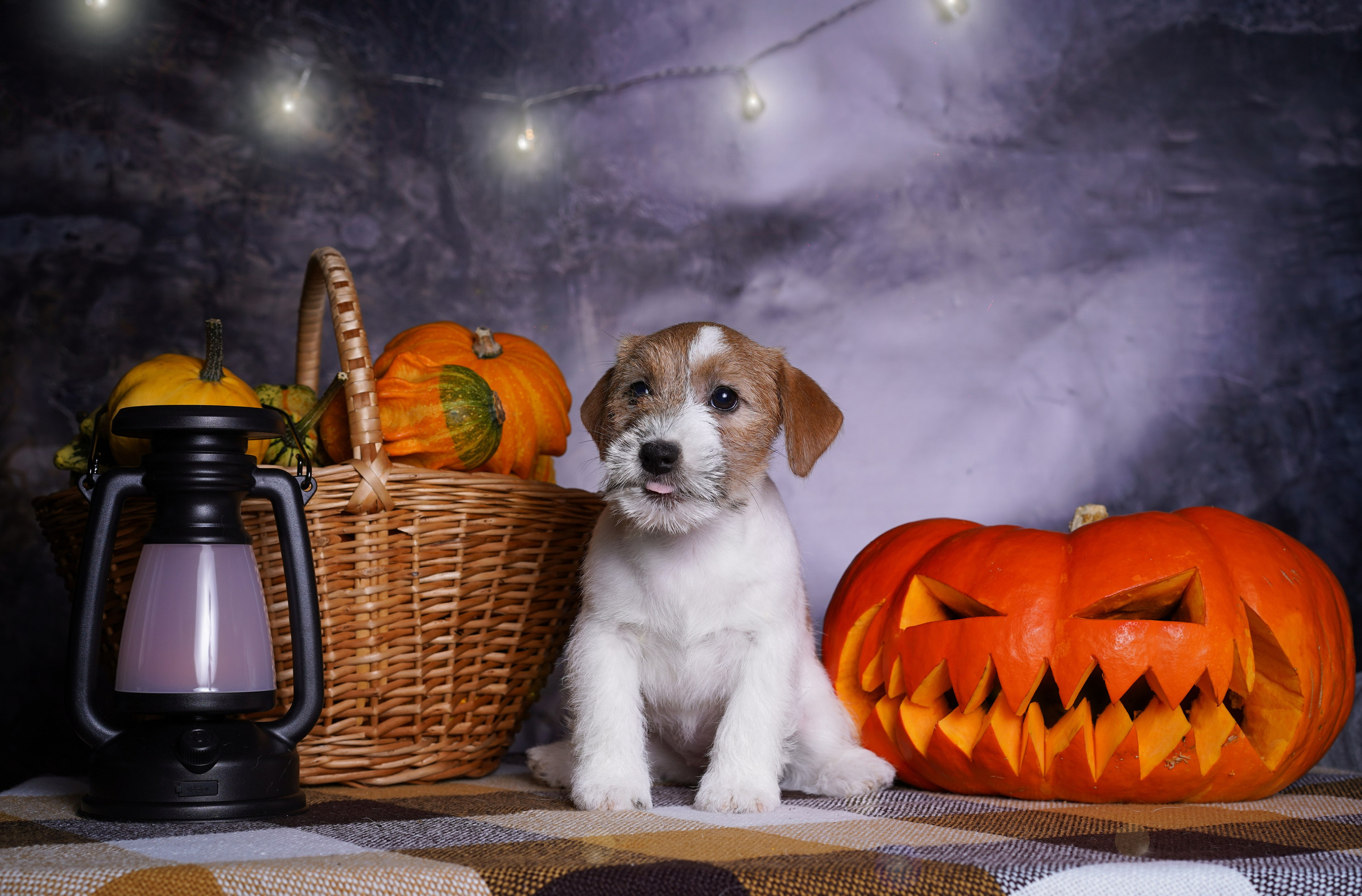 Щенки джек-рассел терьера. Фотограф-анималист в Санкт-Петербурге Яна Мартынова