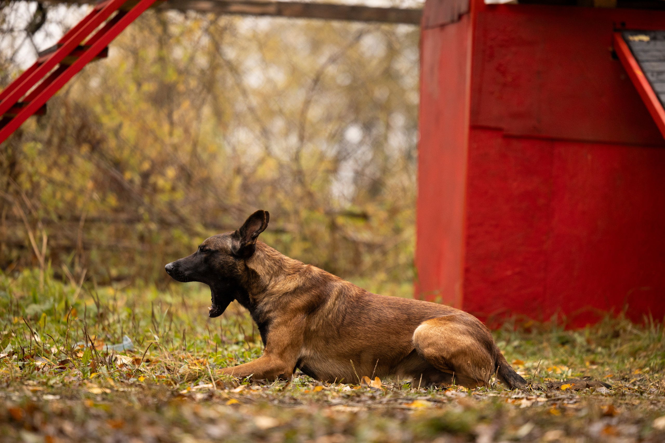Соревнования по Мондьорингу г. Вологда. Фотограф-анималист Анна Маринич