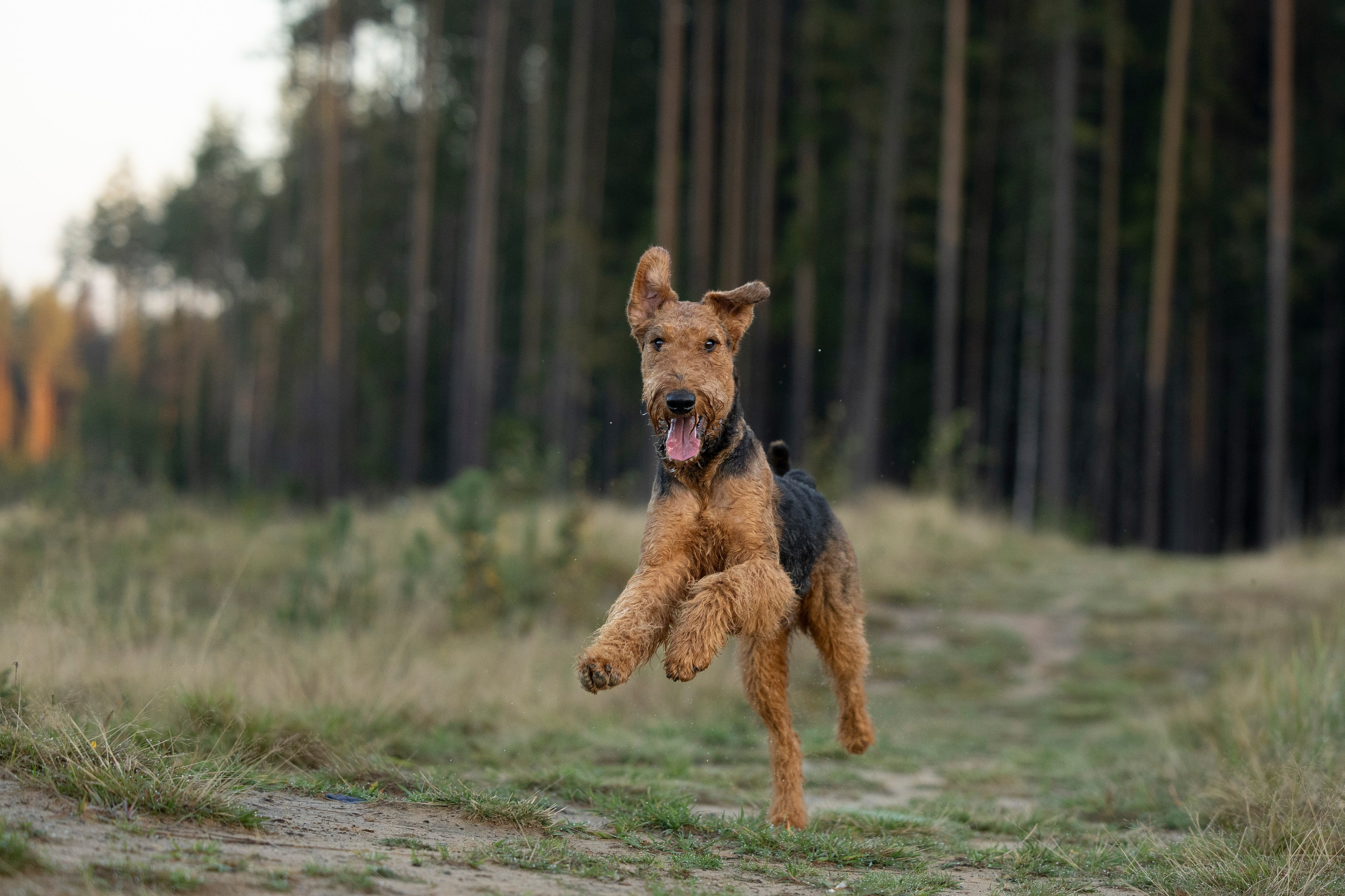 Харди. Фотограф-анималист Анна Маринич