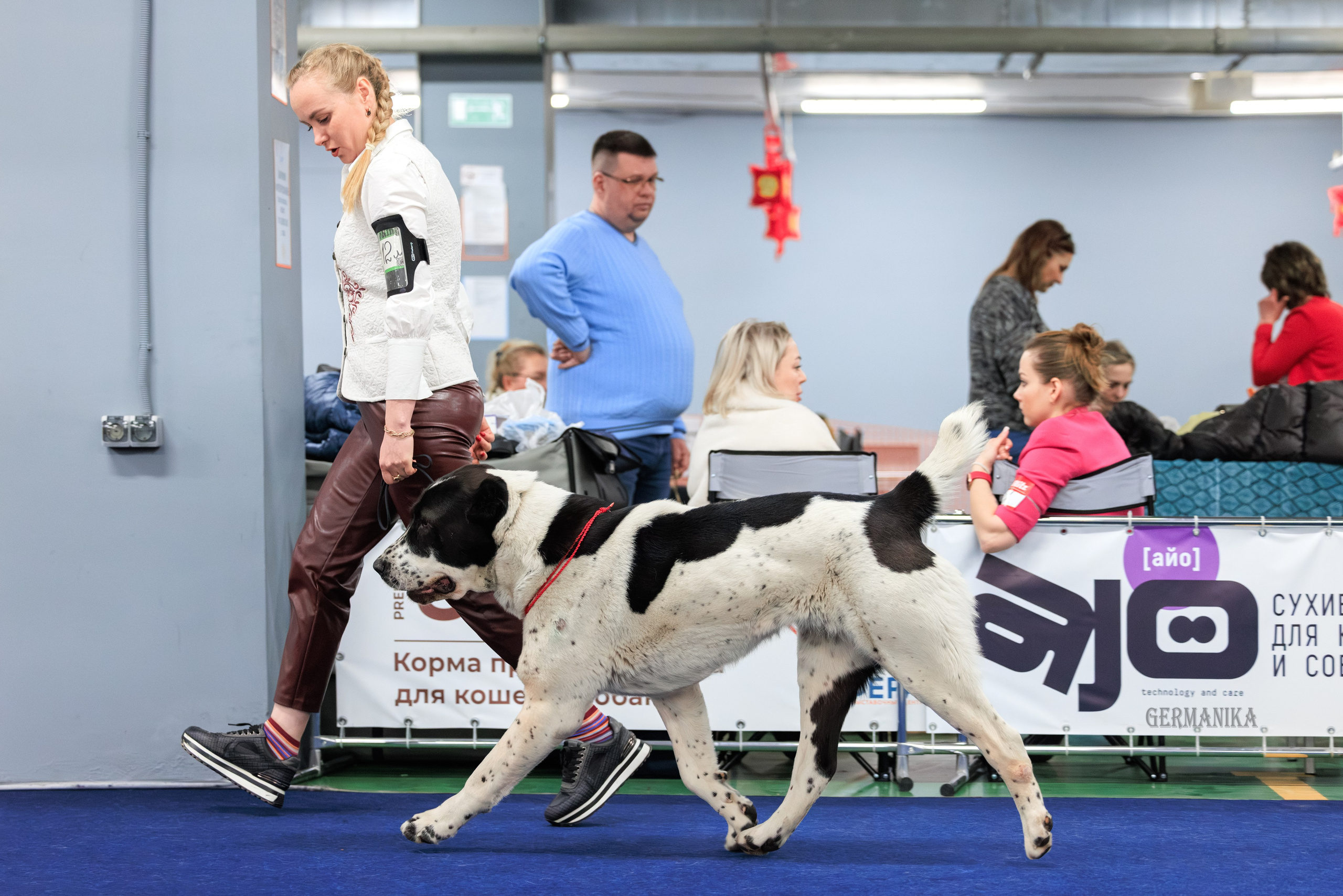 Сфера 08 и 10.03.2024 2хмоно ротвейлеров+2хмоно сао. Фотограф-анималист Юлия Германика