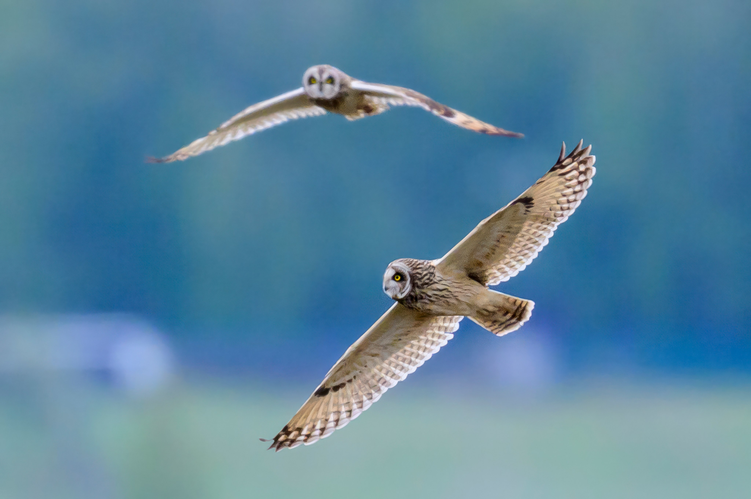 Охота болотных сов. Wildlife photography by Sergey Puponin