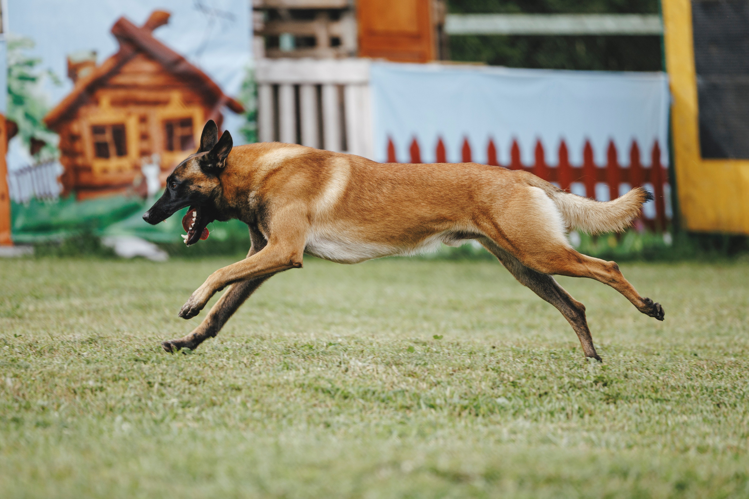 08.08.25-10.08.25 ЧР по мондьорингу г. Вологда. Фотограф-анималист Анна Маринич