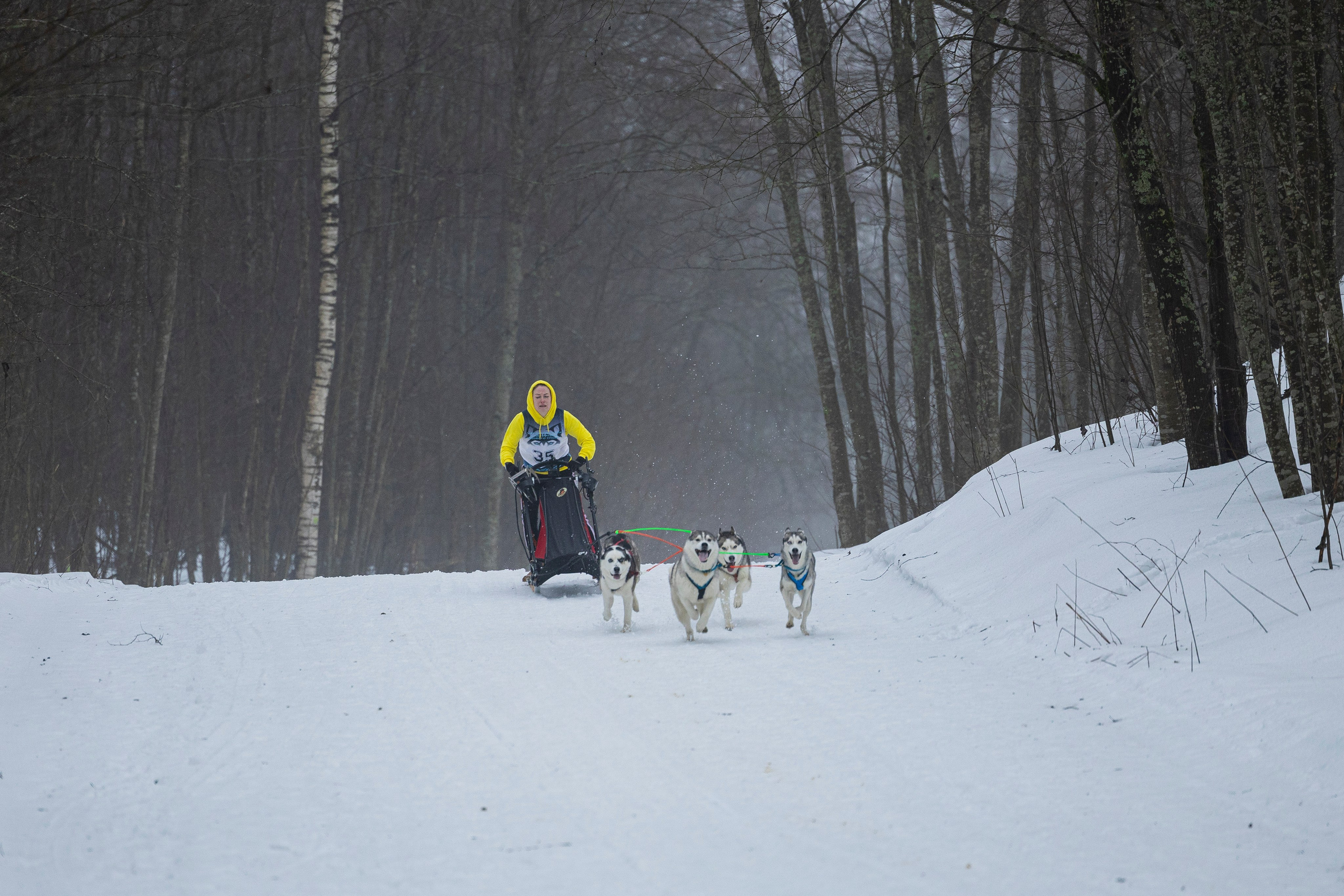 Зимний Чемпионат Санкт-Петербурга по ездовому спорту. Фотограф-анималист Анна Маринич