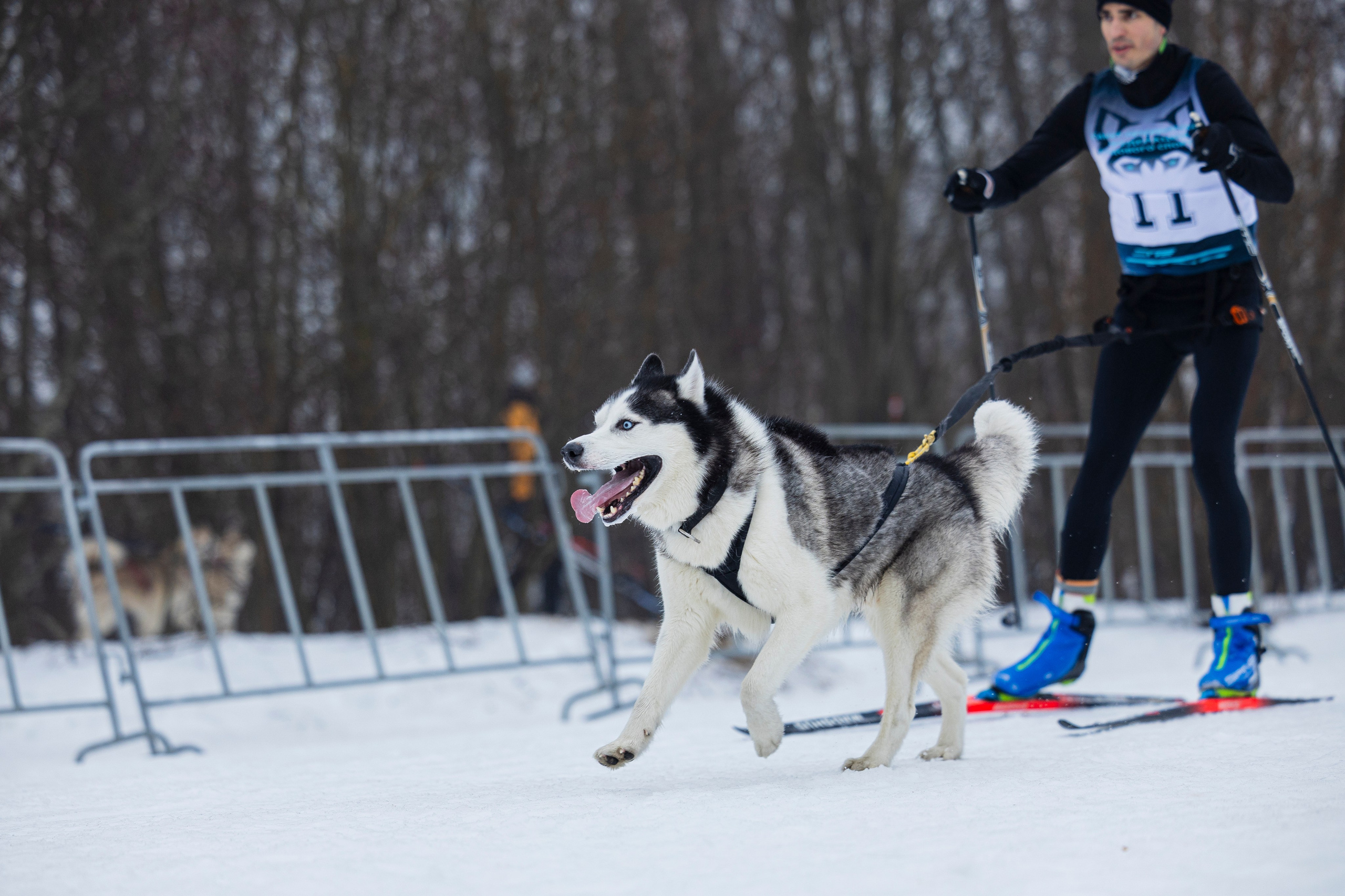 Зимний Чемпионат Санкт-Петербурга по ездовому спорту. Фотограф-анималист Анна Маринич