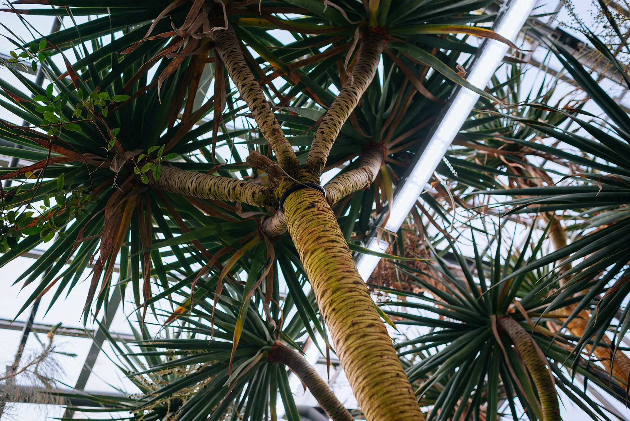 Ботанический сад. Субтропический маршрут. Март 26. Репортажный фотограф в Санкт-Петербурге Анастасия Клёпова