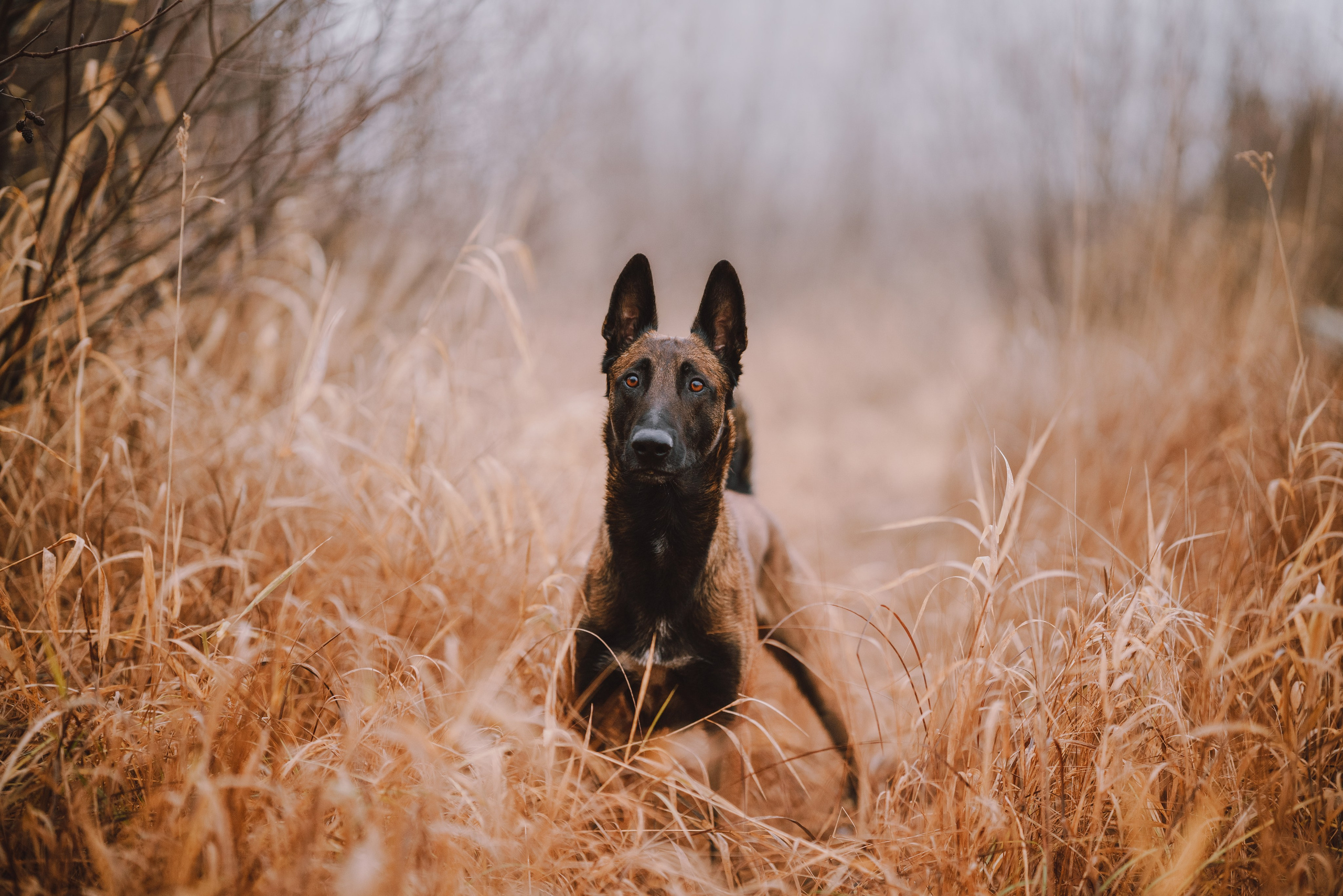 Раш. Фотограф анималист Осипчикова Мария
