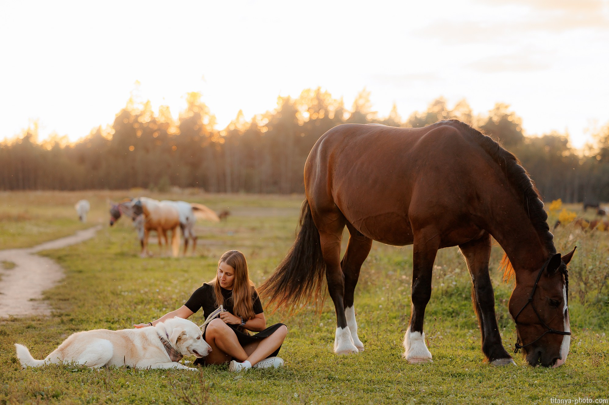 Закатная семейная фотосессия: про Настю и её дружную семью. Фотограф собак, фотограф-анималист Аня Титова (Titanya). Москва