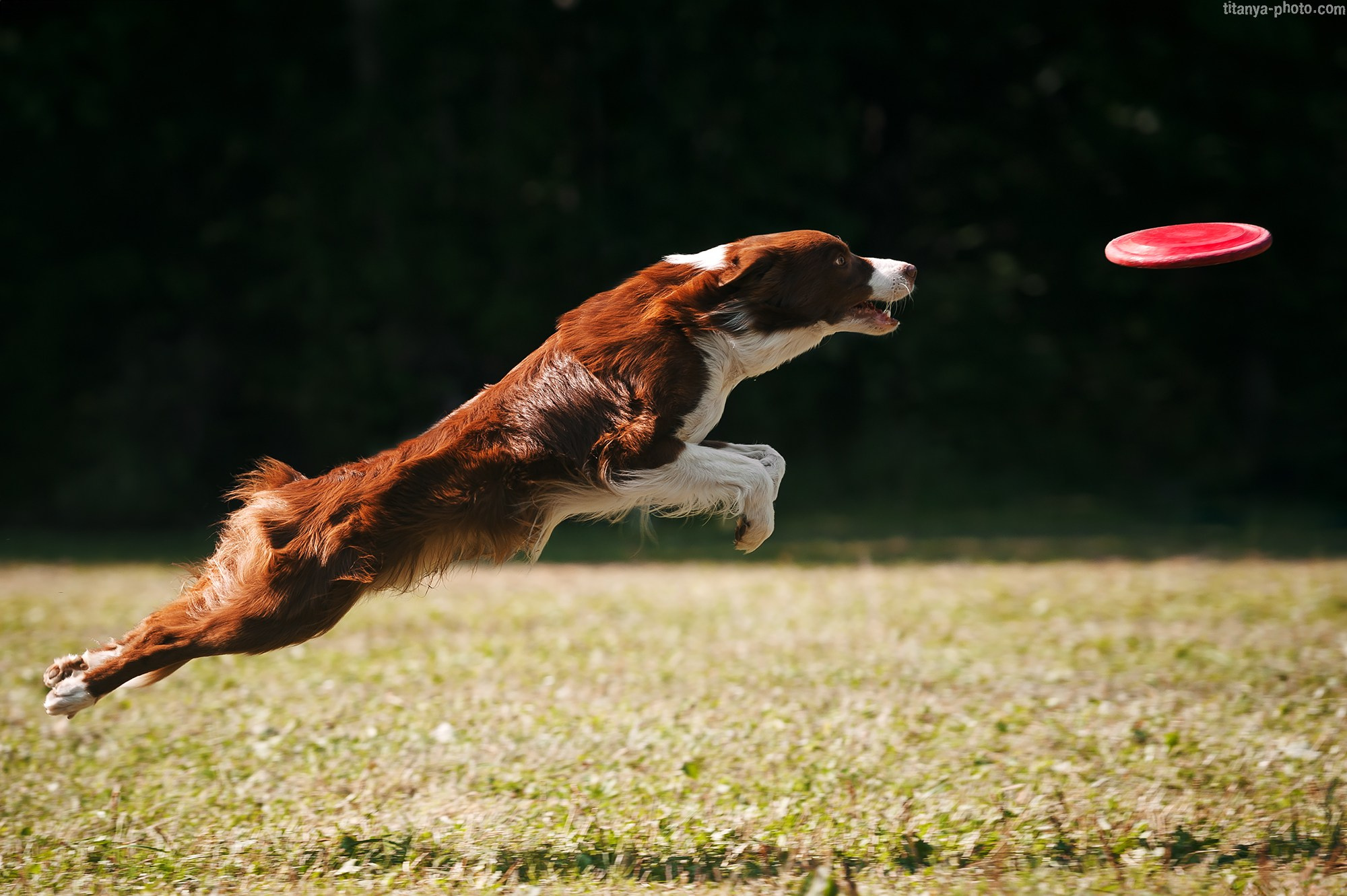Фотография собак, фотограф-анималист Москва. Фотограф собак, фотограф-анималист Аня Титова (Titanya). Москва