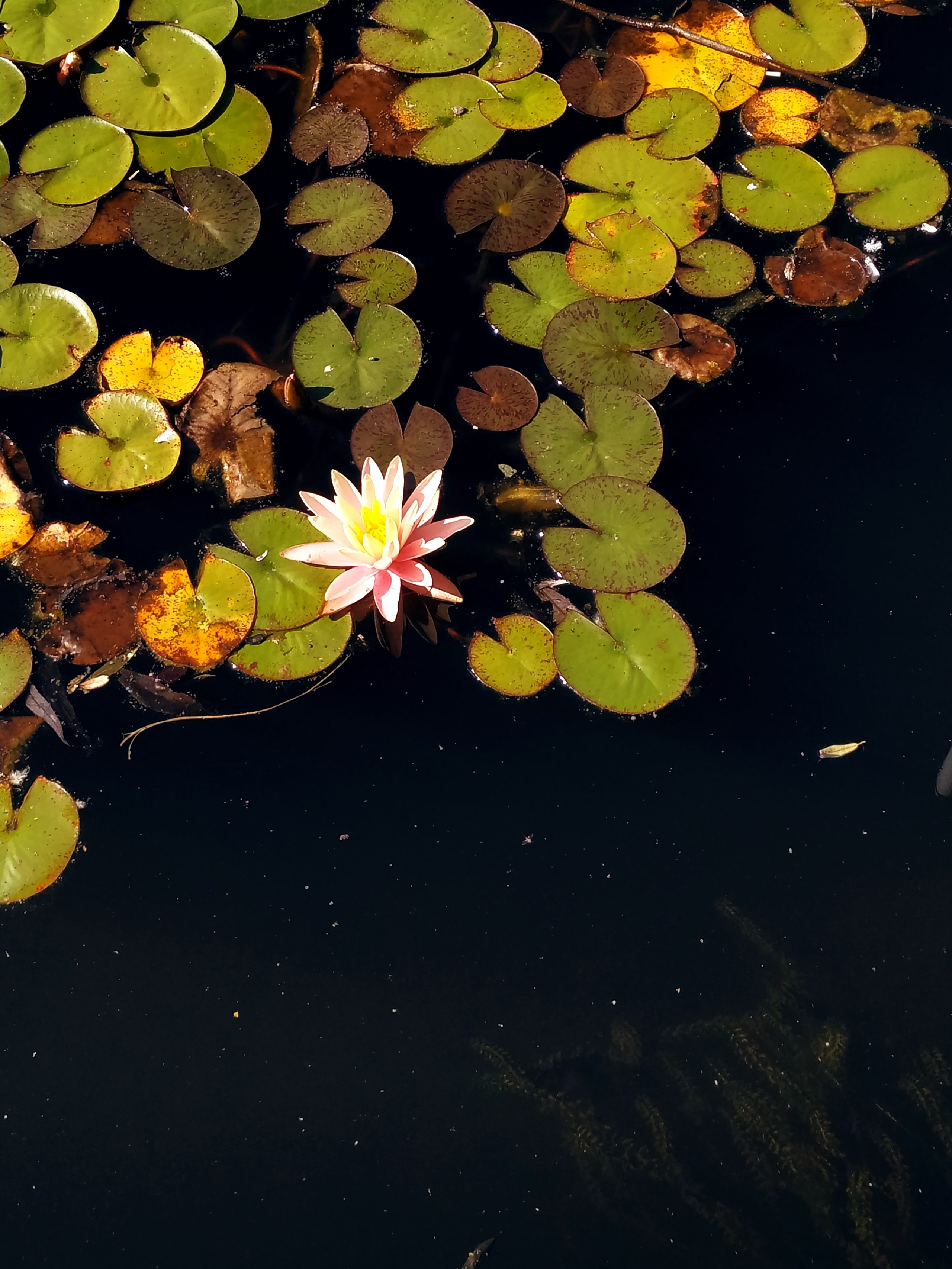 Лилия осень II. Предметная фотография. Москва
