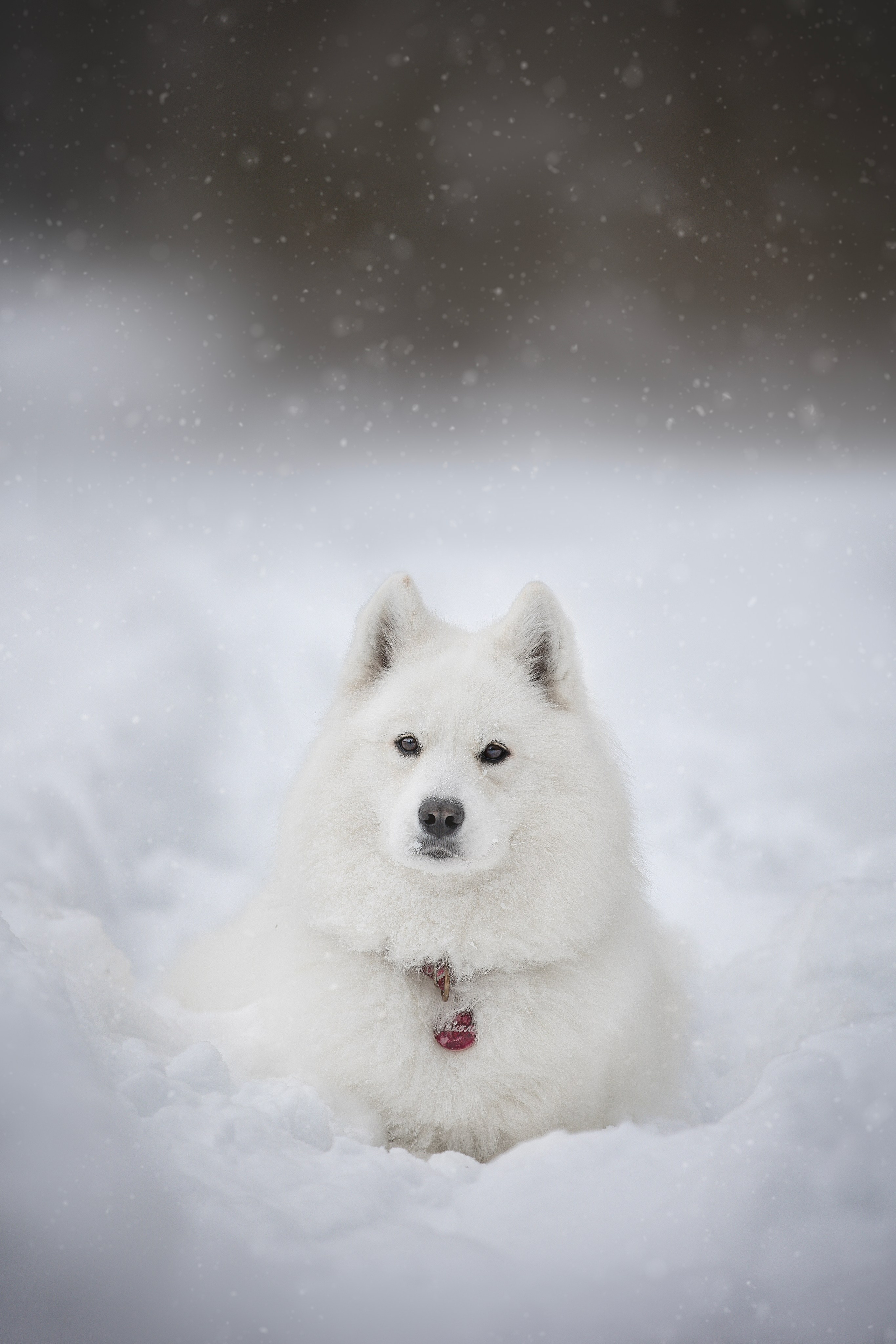 Руби, Николь, Кирилл и Мила. Фотограф анималист в Москве Майорова Евгения