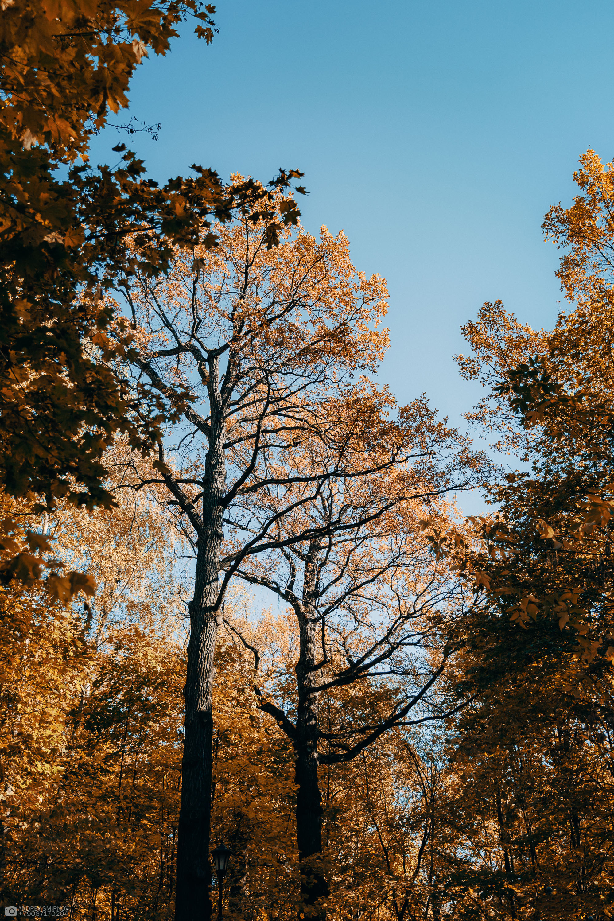 Осенняя прогулка. FOTOZ Studio / Фотовидеомейкер Андрей Смирнов