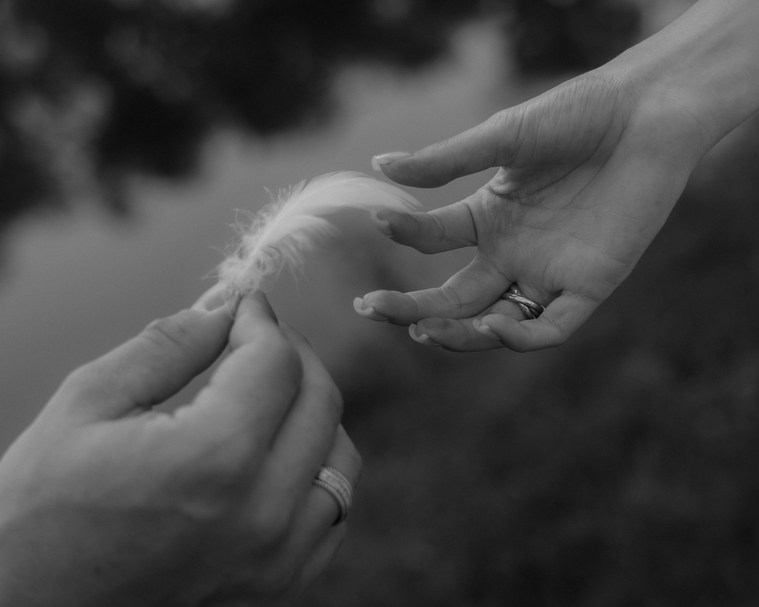 Лебеди. Свадебный фотограф Воронеж Москва СПБ