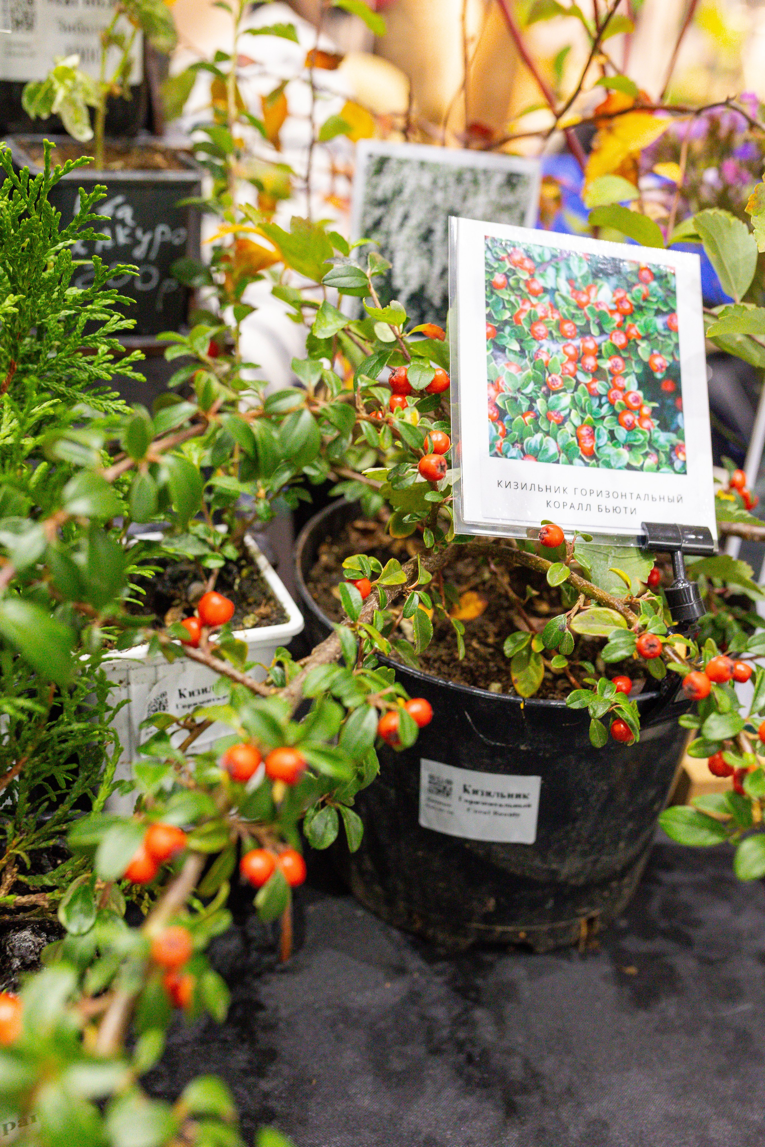 Монстериум 11–12 октября. Александра Куликова фотограф, Москва