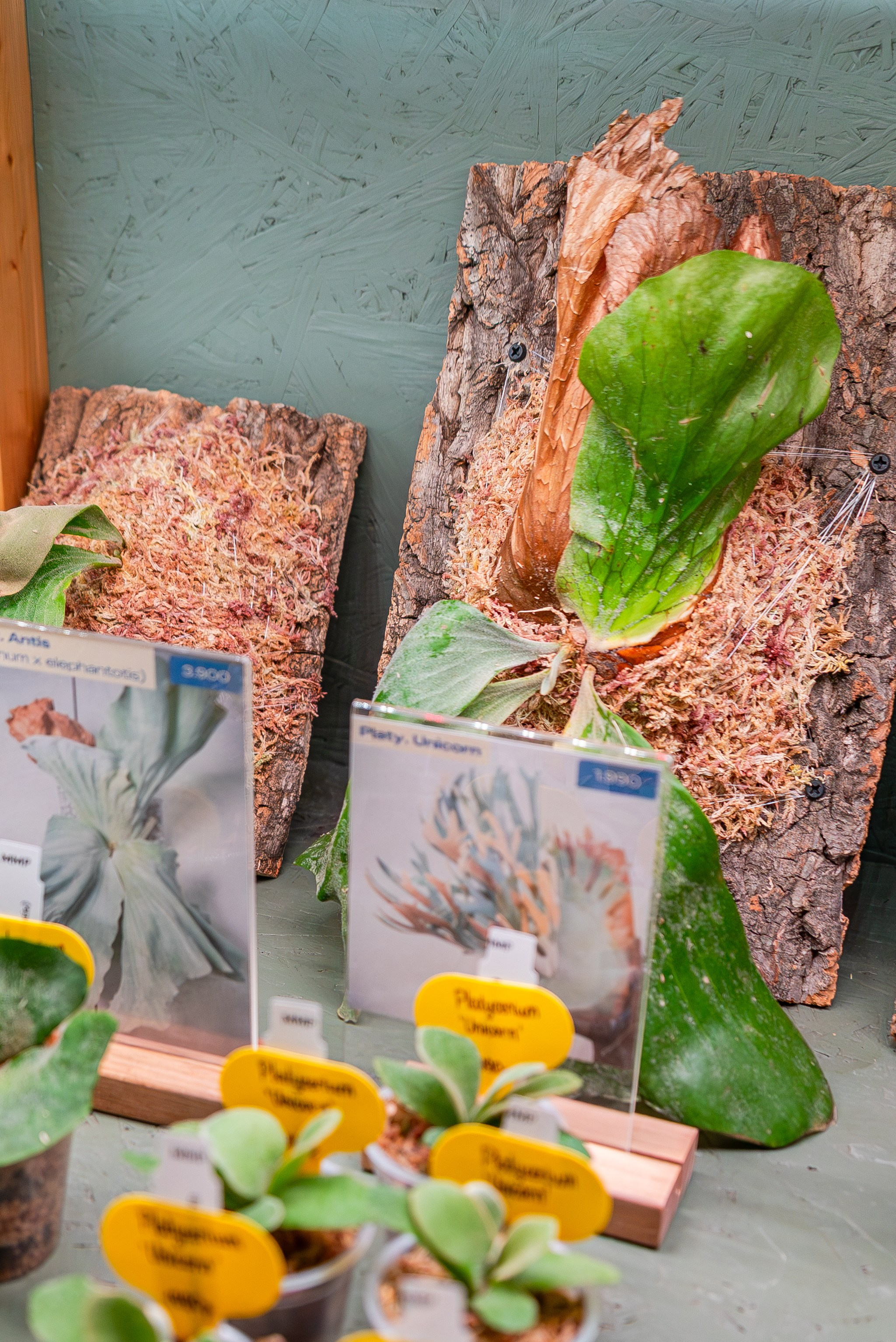 Make more plants. Александра Куликова фотограф, Москва