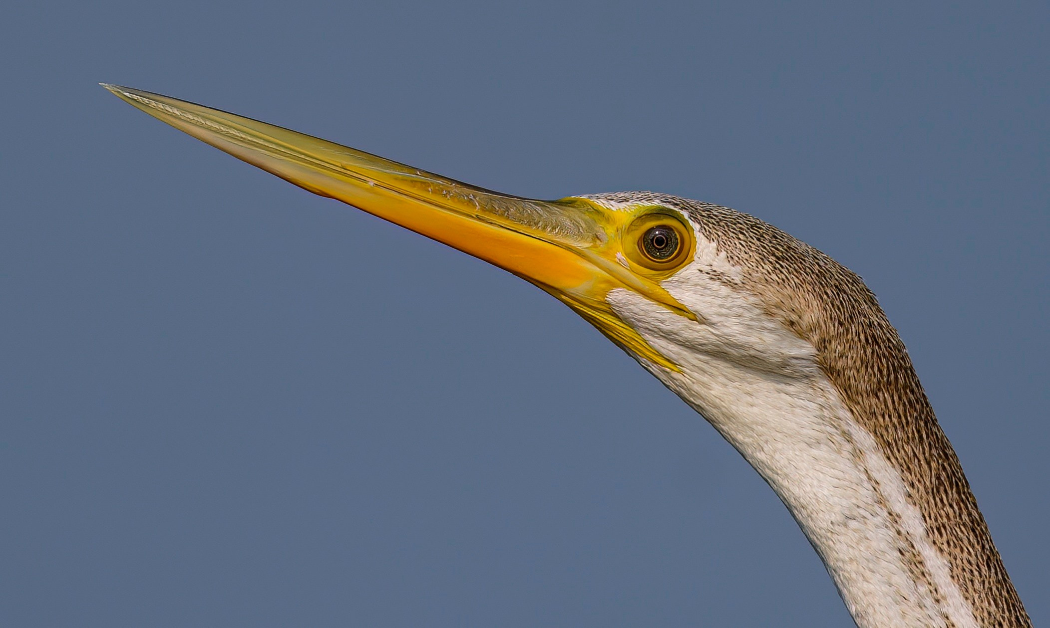 Раджастан, Индия. Wildlife photography by Sergey Puponin