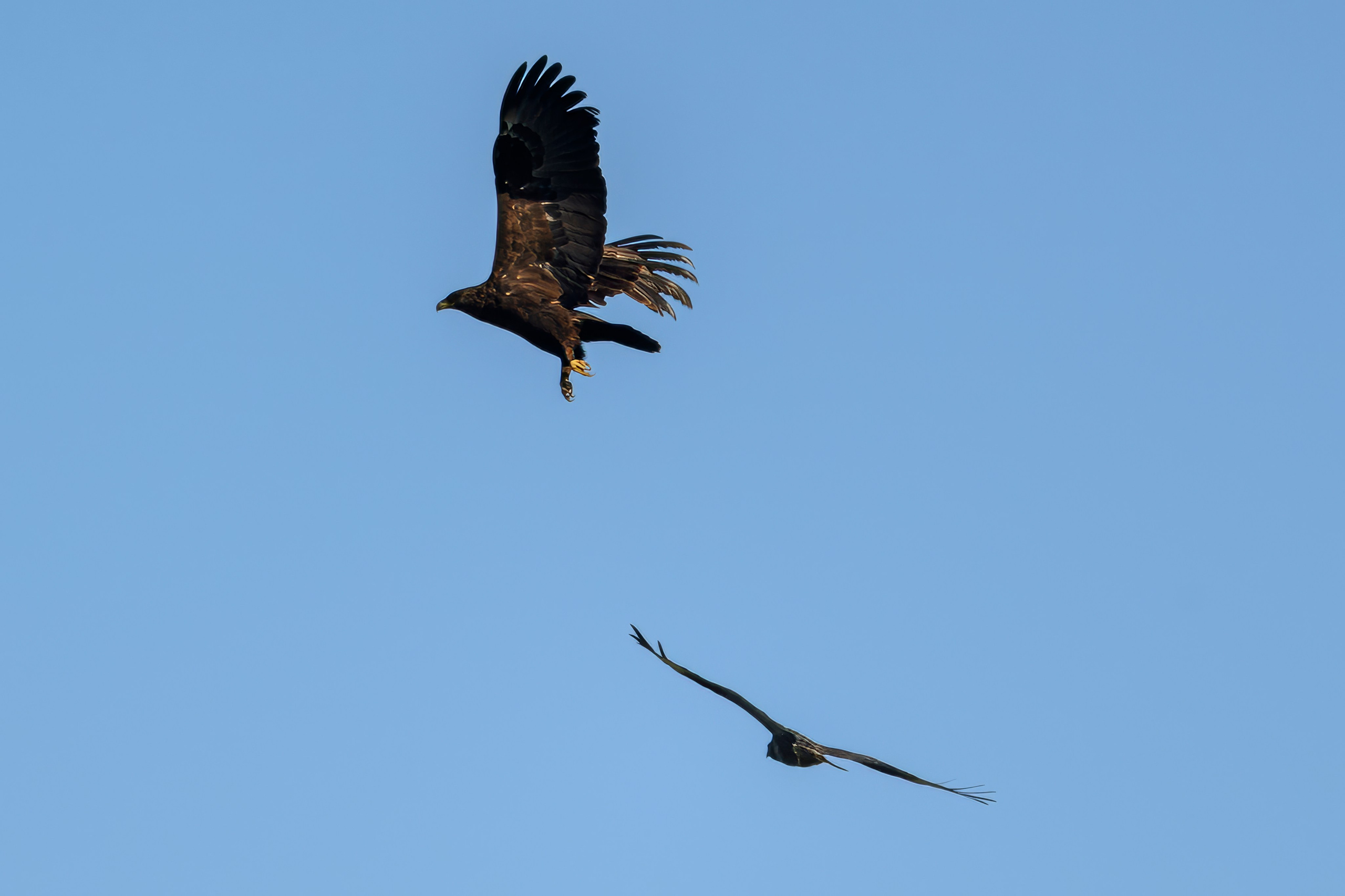 Журавлей спугнули. The cranes were scared away. Фотограф Сергей Пупонин