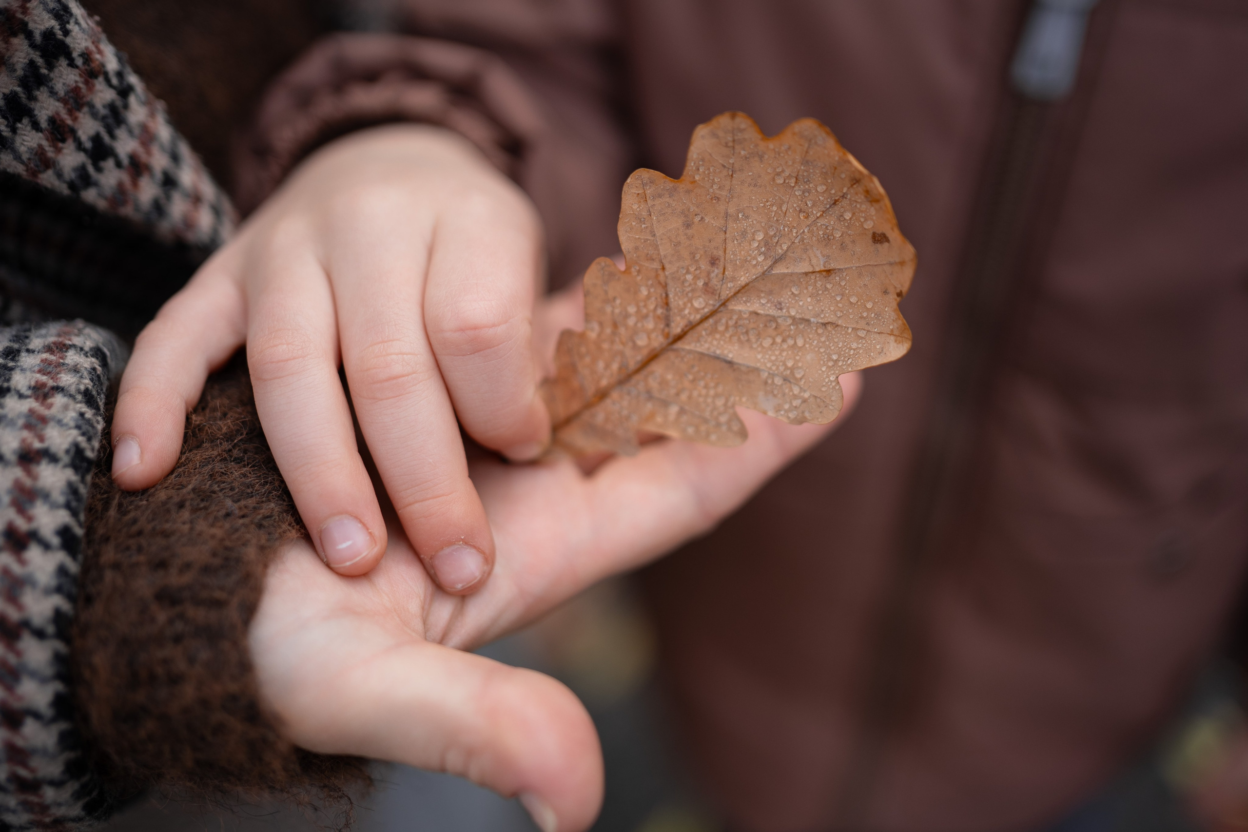 Осень на Каменном острове. Фотограф Виктория Юленкова
