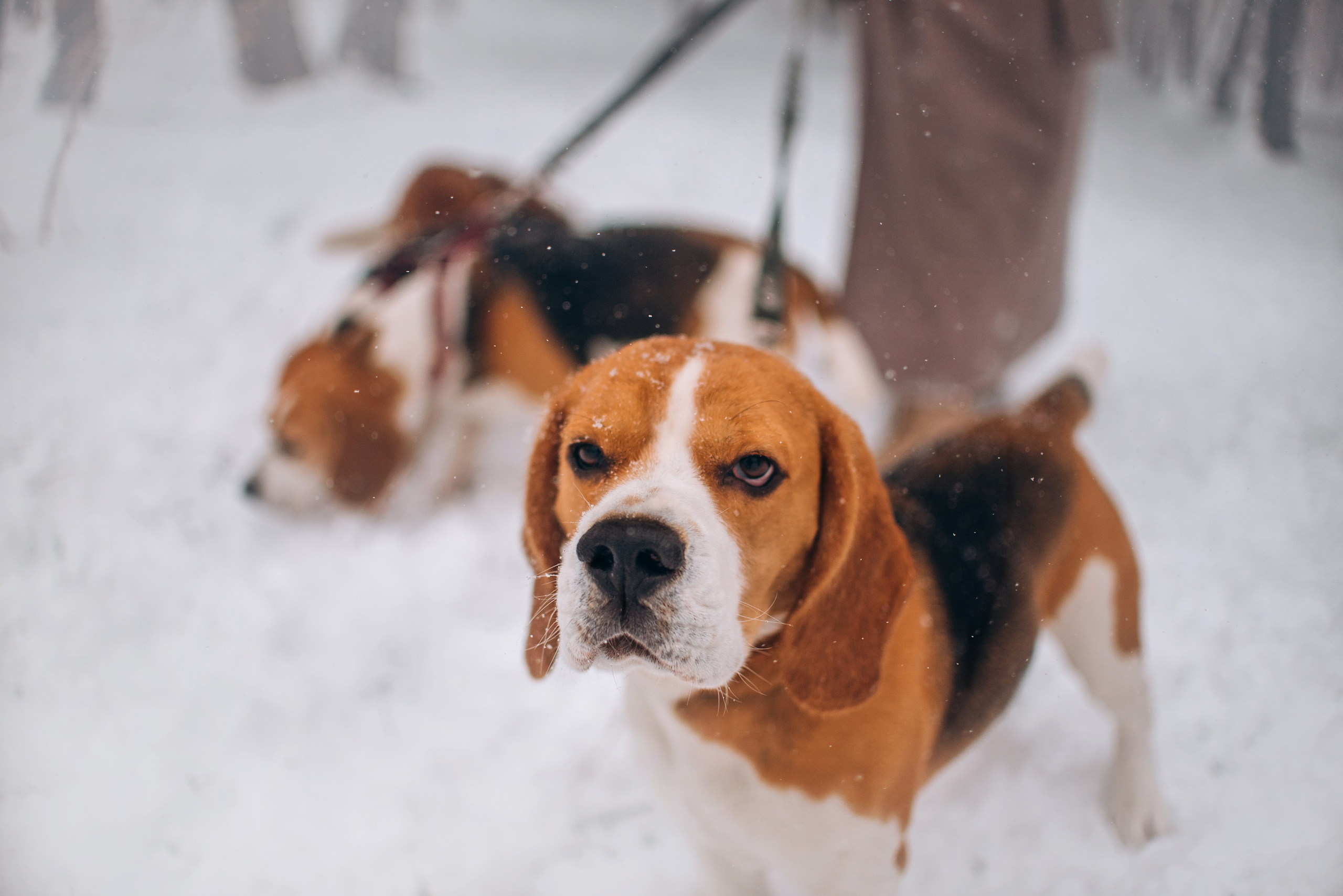 Прогулка с собаками: бигли и Лена. Портфолио