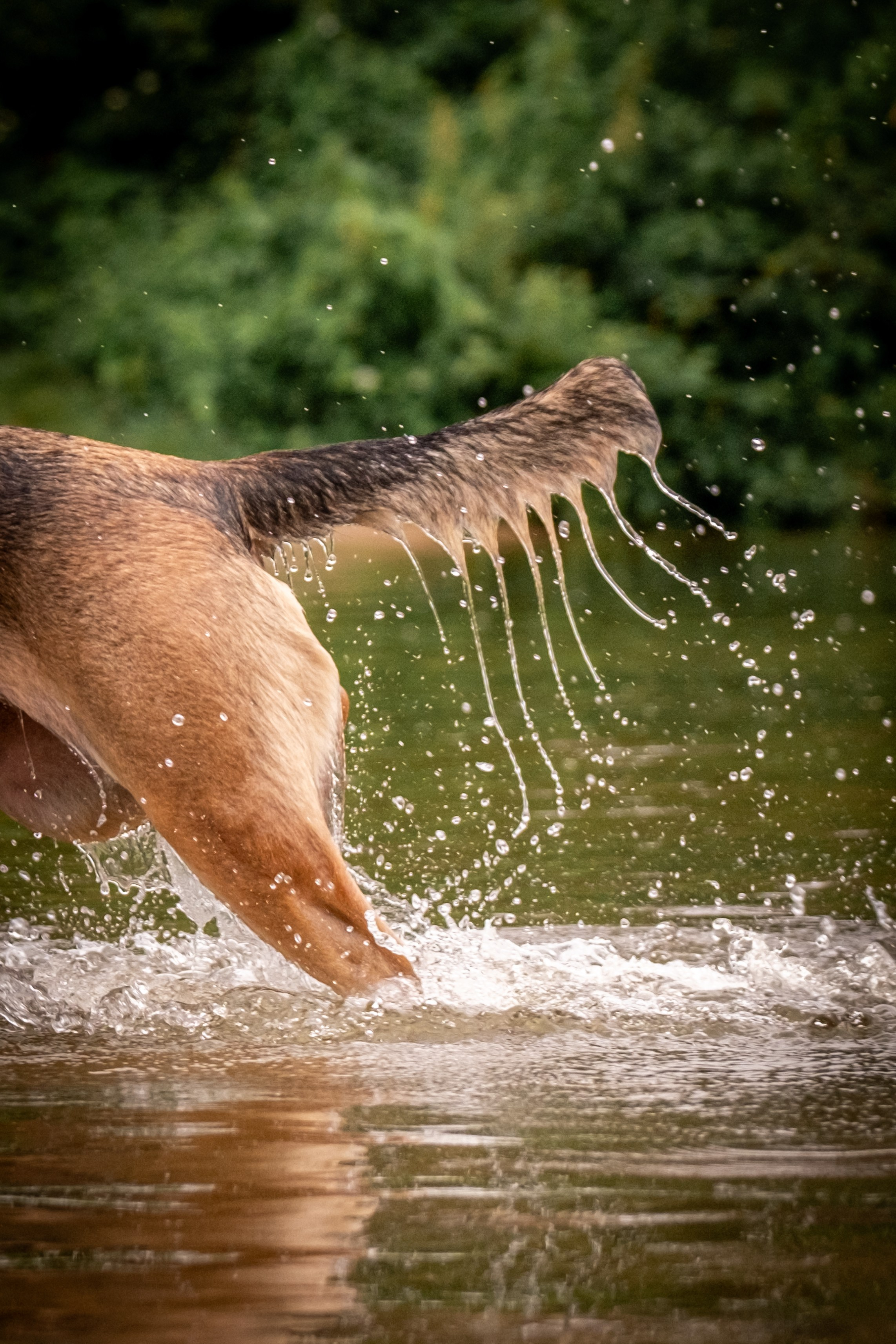 Надя и Луна. Зоофотограф, фотограф животных в Москве и области Дина Дамоцева