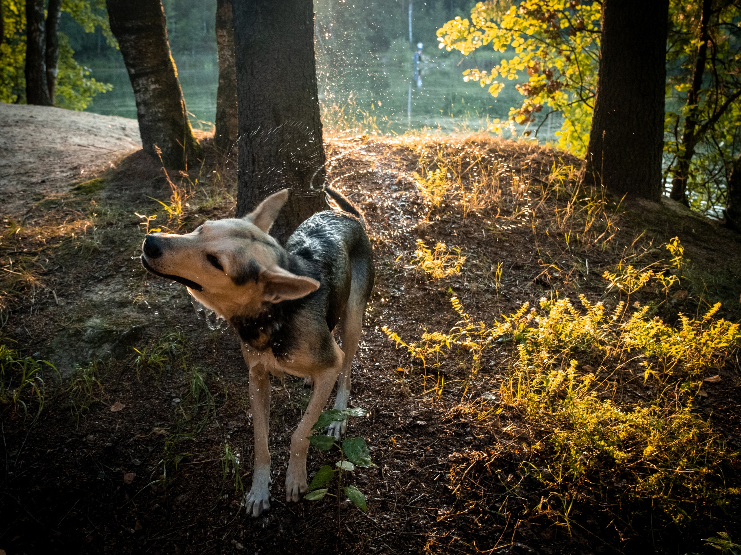 Альфа и Вафля для Екатерины!. Зоофотограф, фотограф животных в Москве и области Дина Дамоцева