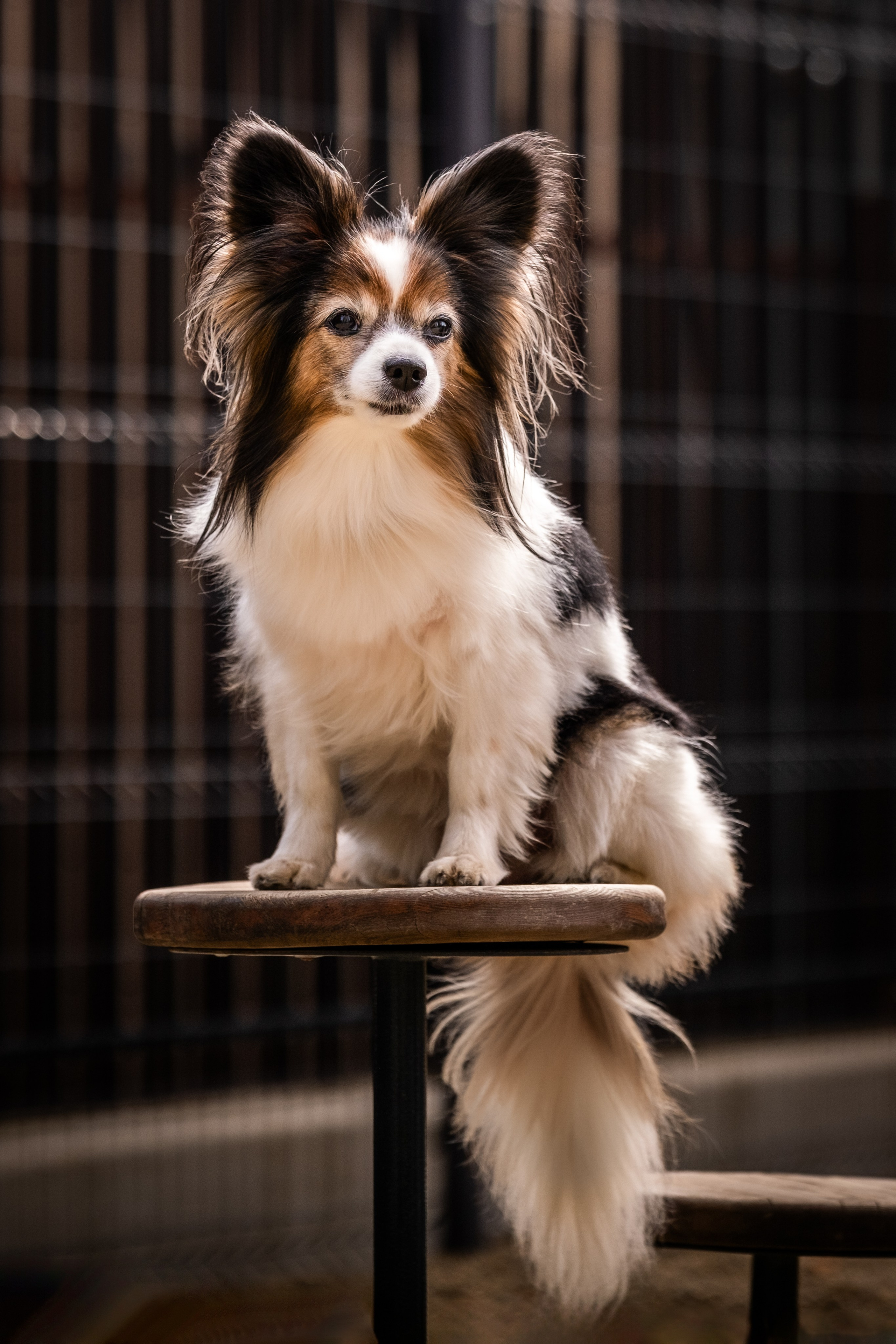 Элегантная папильон для Натальи!. Зоофотограф, фотограф животных в Москве и области Дина Дамоцева