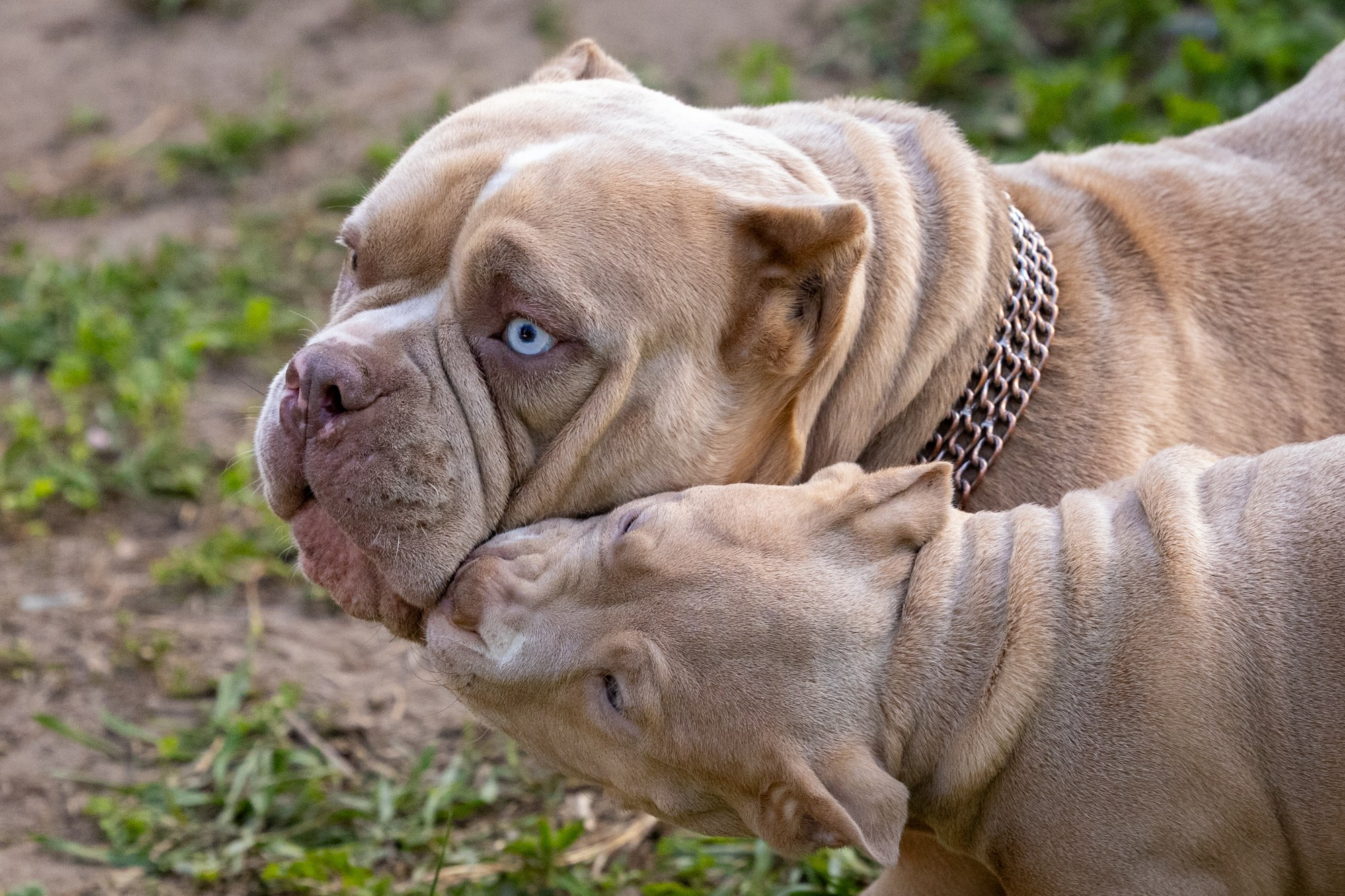 Щенки Тэя. Виктория Михайловская. Фотограф-анималист. Москва