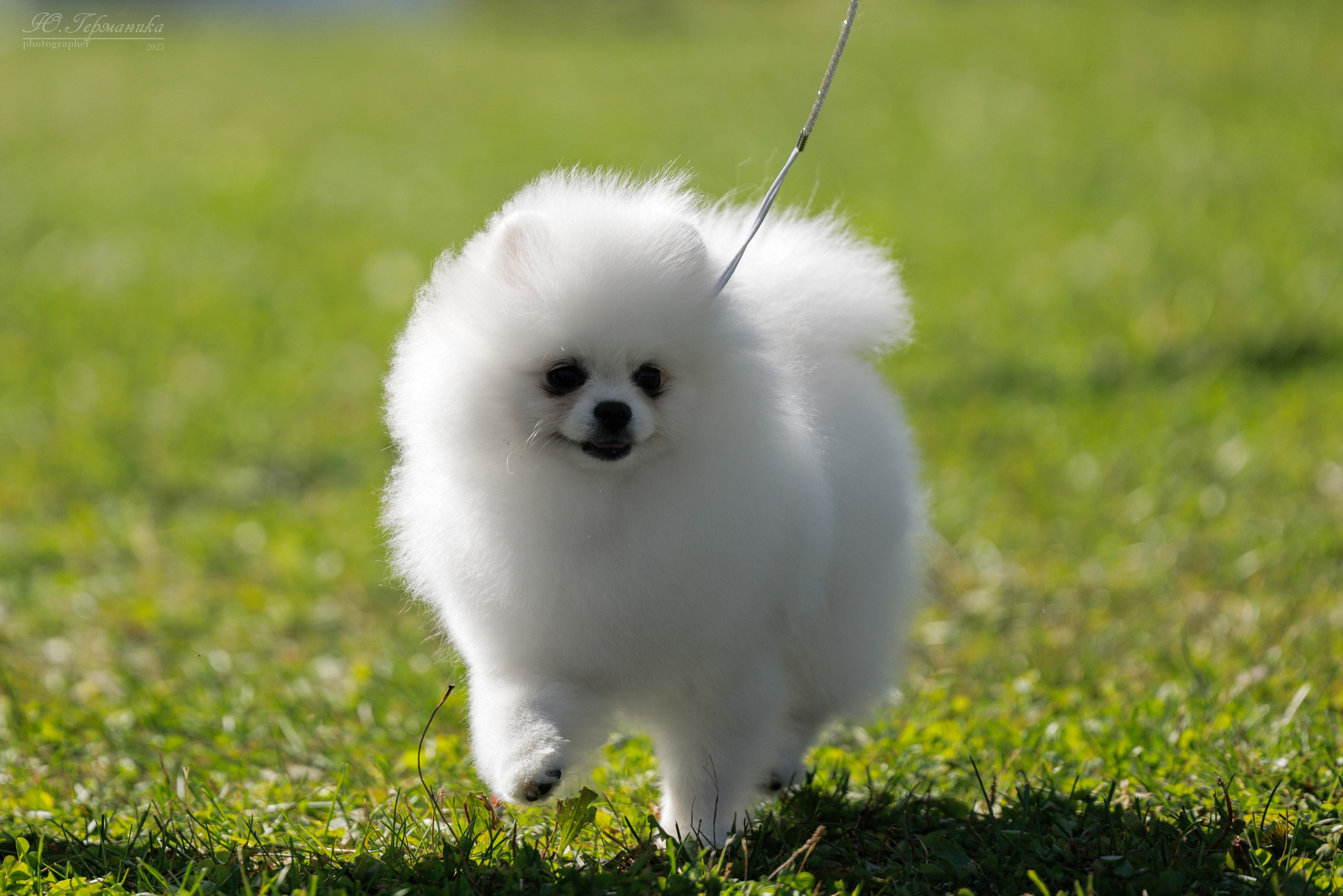 Зеленоград 13.09.2025. Фотограф-анималист Юлия Германика