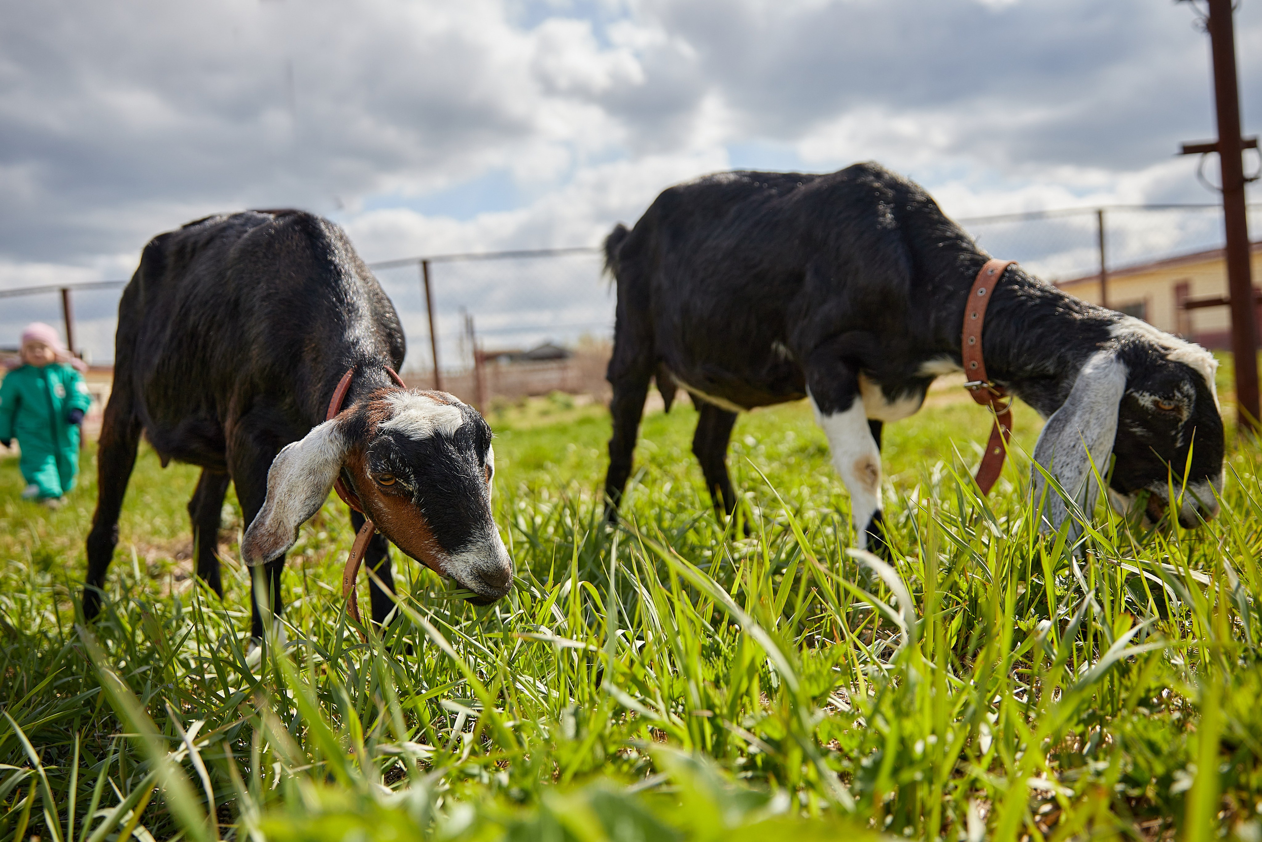 На ферме. Главная