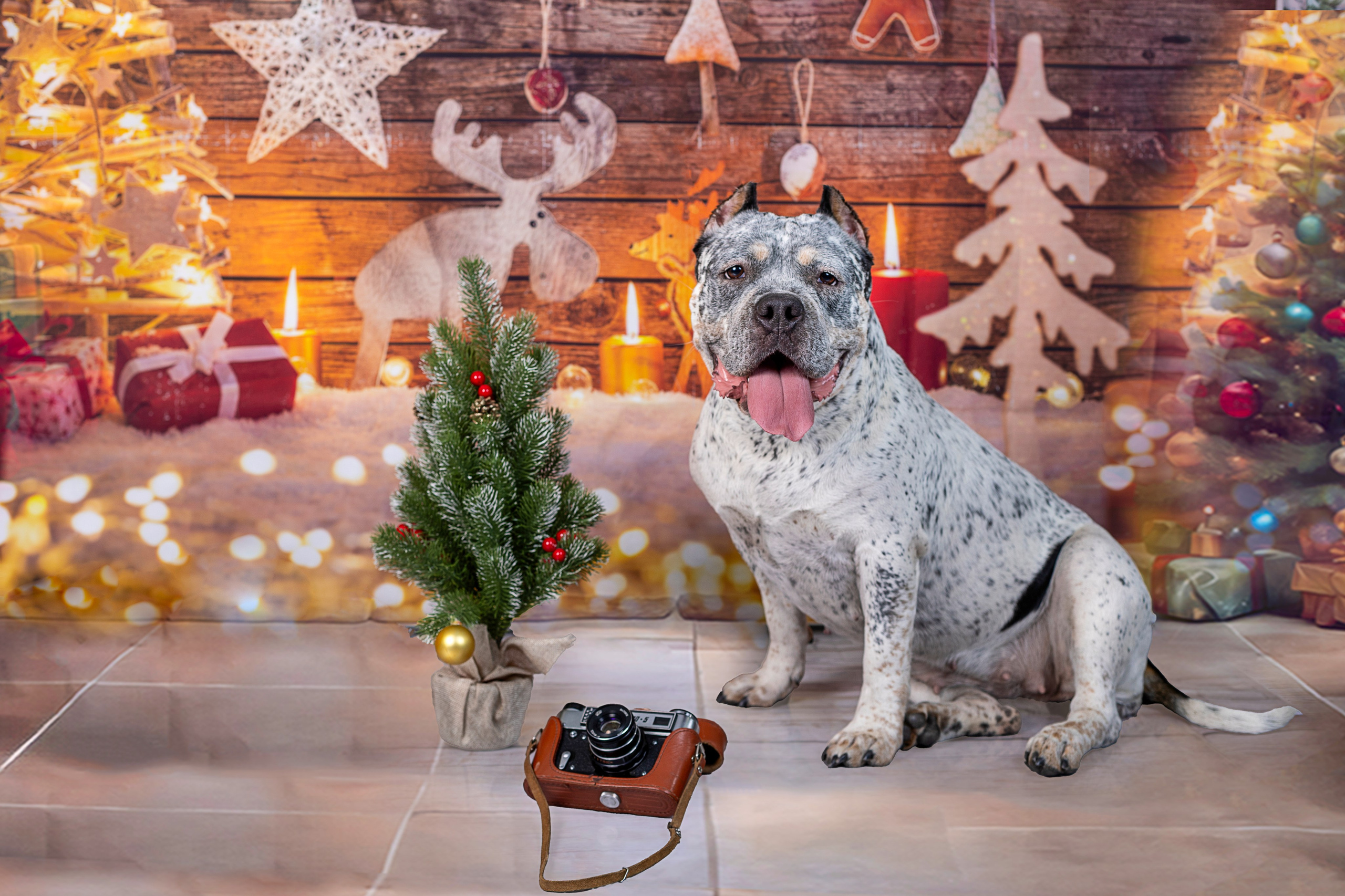 Катерина и ее любимцы. Фотограф 📸 семейный, предметный, репортажный