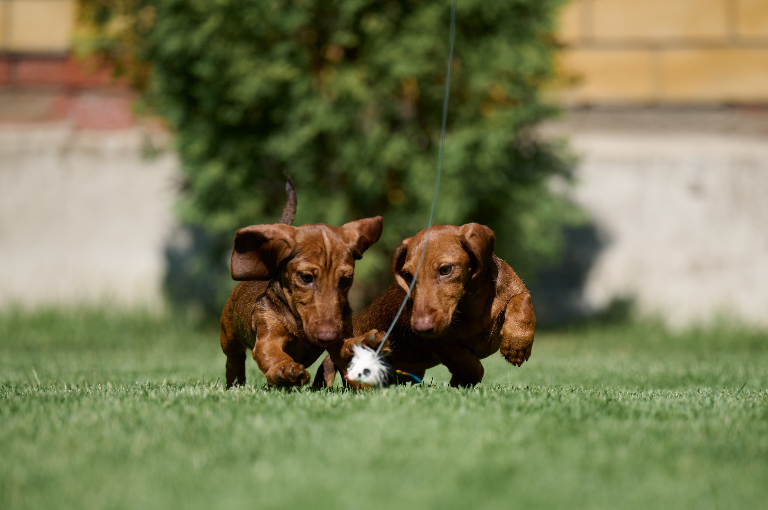 Щенки и котята на улице. Фотограф анималист в Казани Алина Сулейманова. Фотограф животных