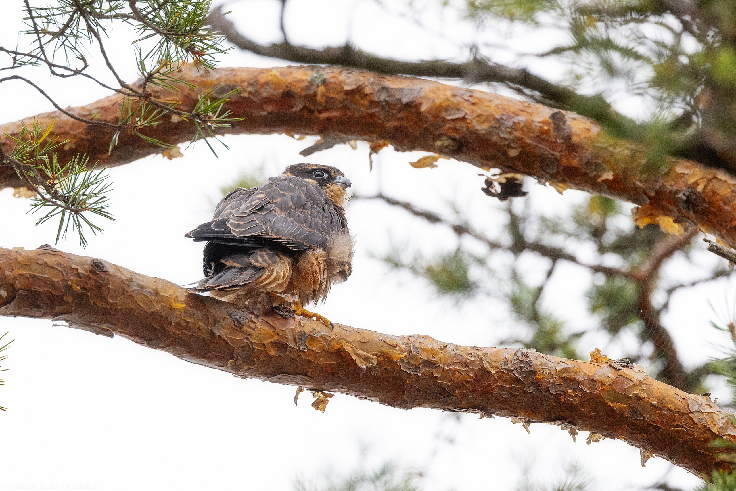 Чеглок. Архитектурный и пейзажный фотограф Кондратенко Руслан, Санкт-Петербург