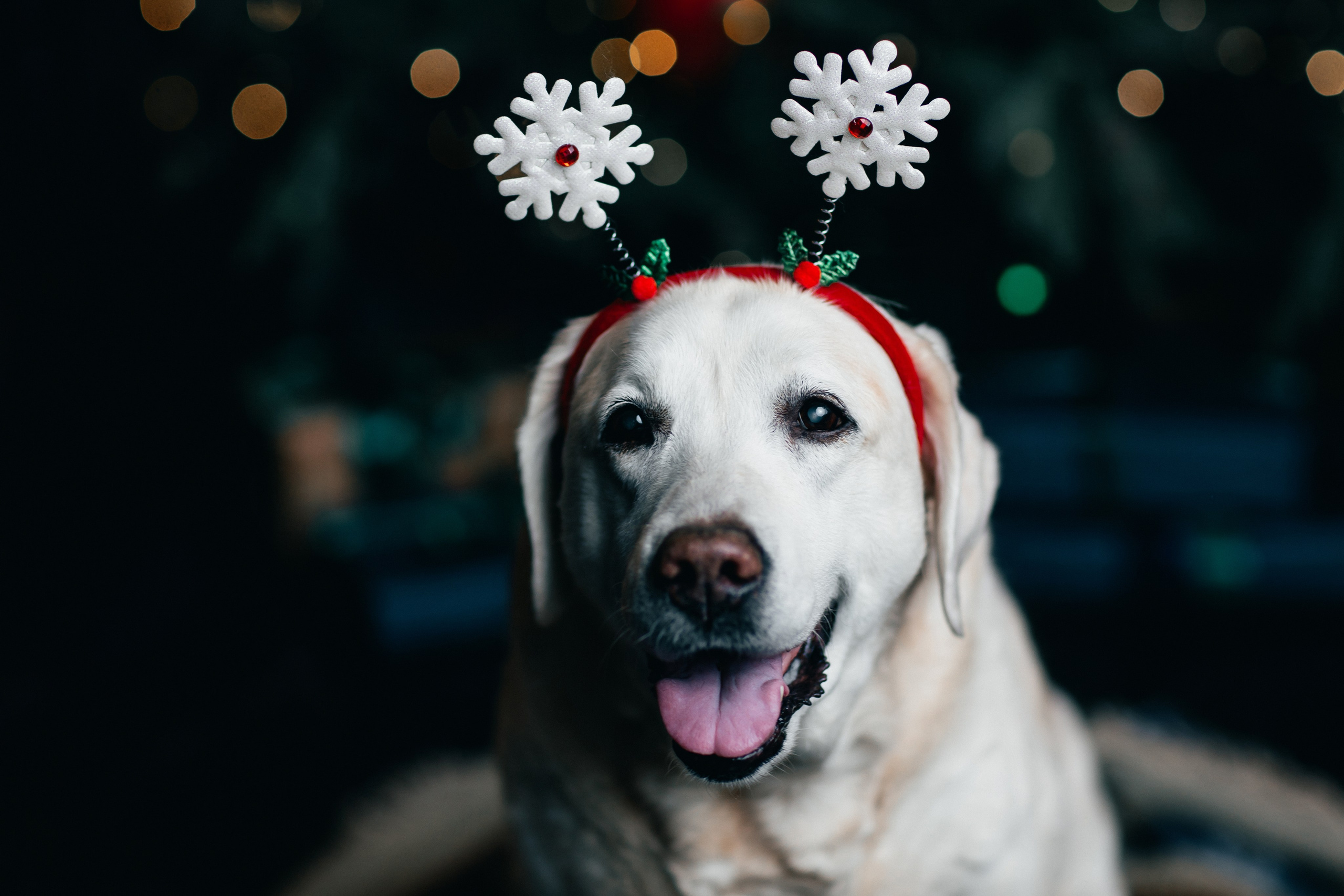 Новогодние фотопроекты. Свадебный и семейный фотограф в Нижнем Новгороде и Москве Сергей Полян