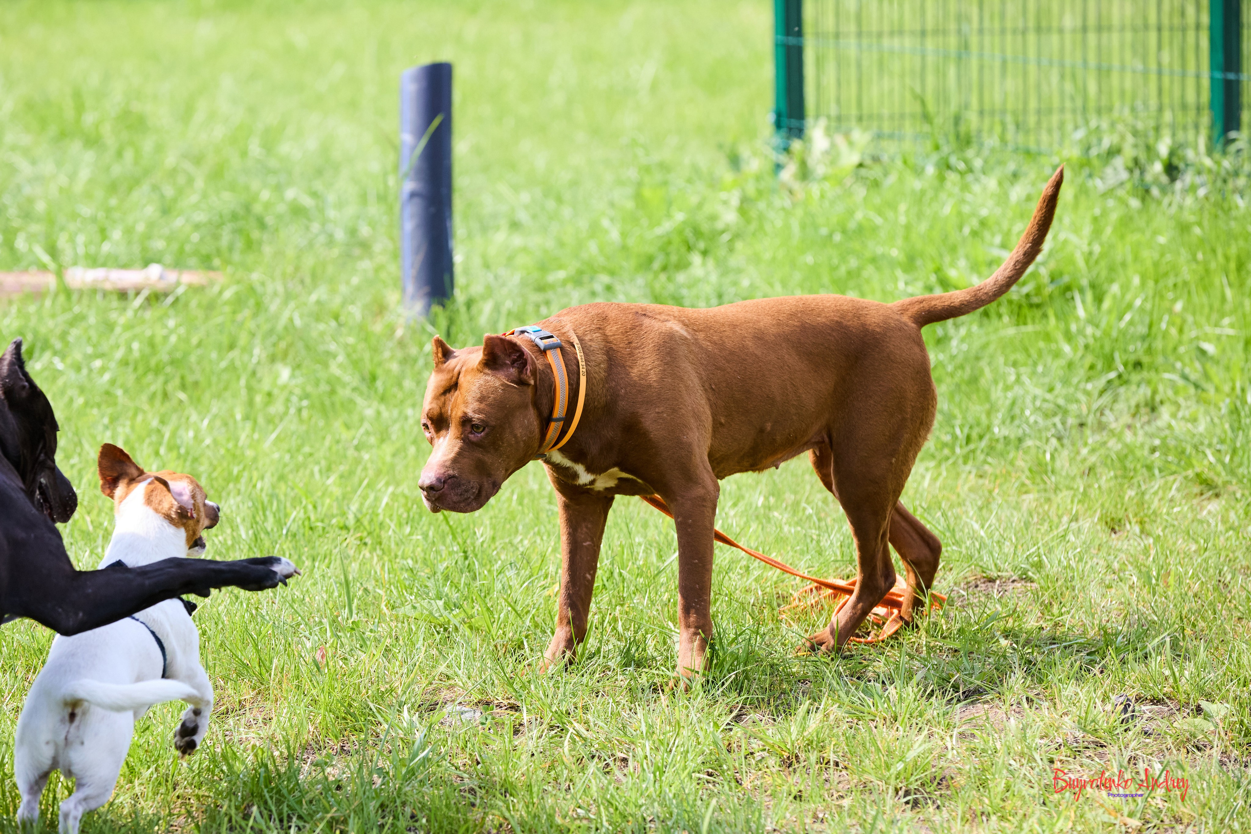 Проект фотопрогулка с хвостиком. Buyvolenko Andrey