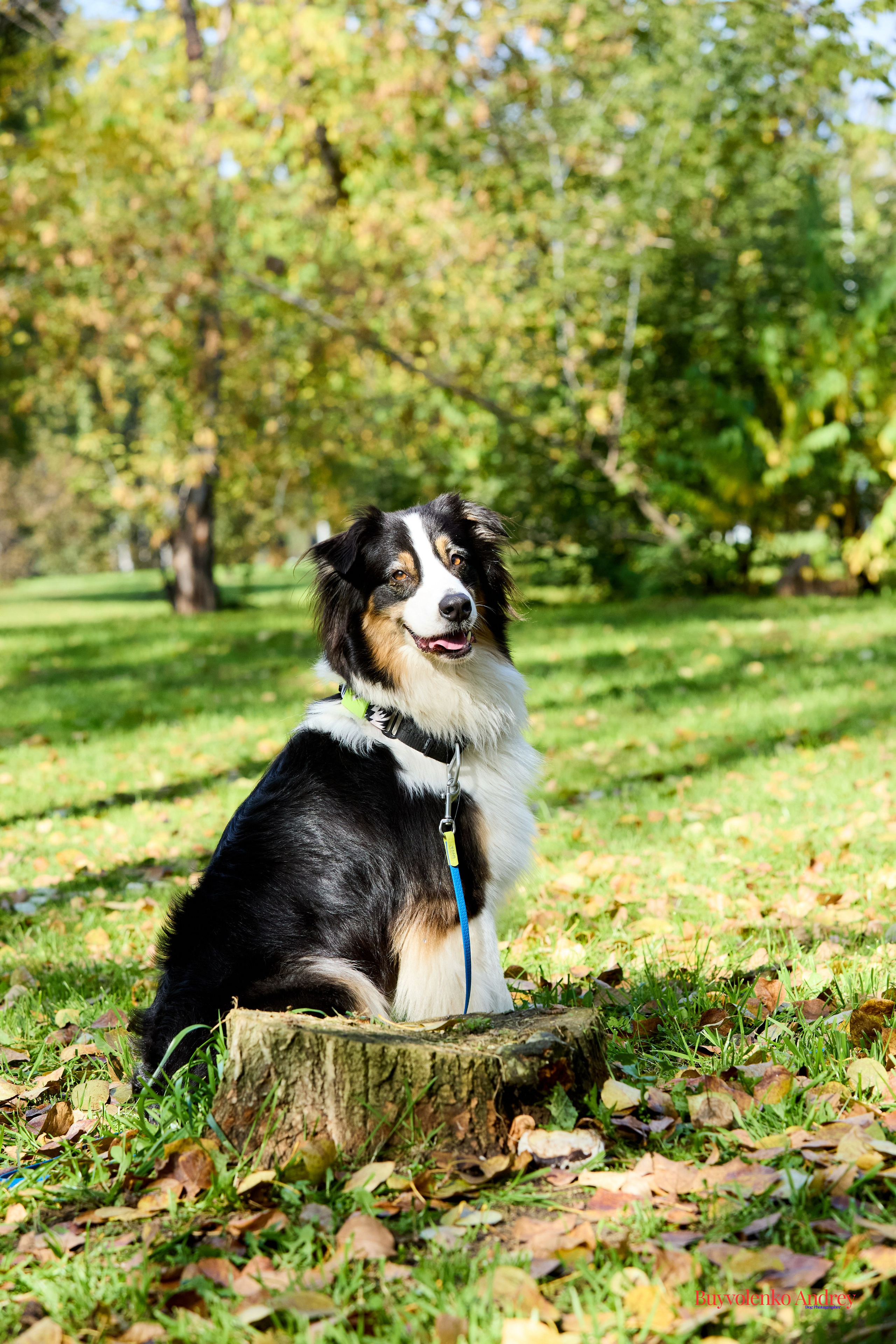 Басенджи и Аусси 21.09.2025. Buyvolenko Andrey