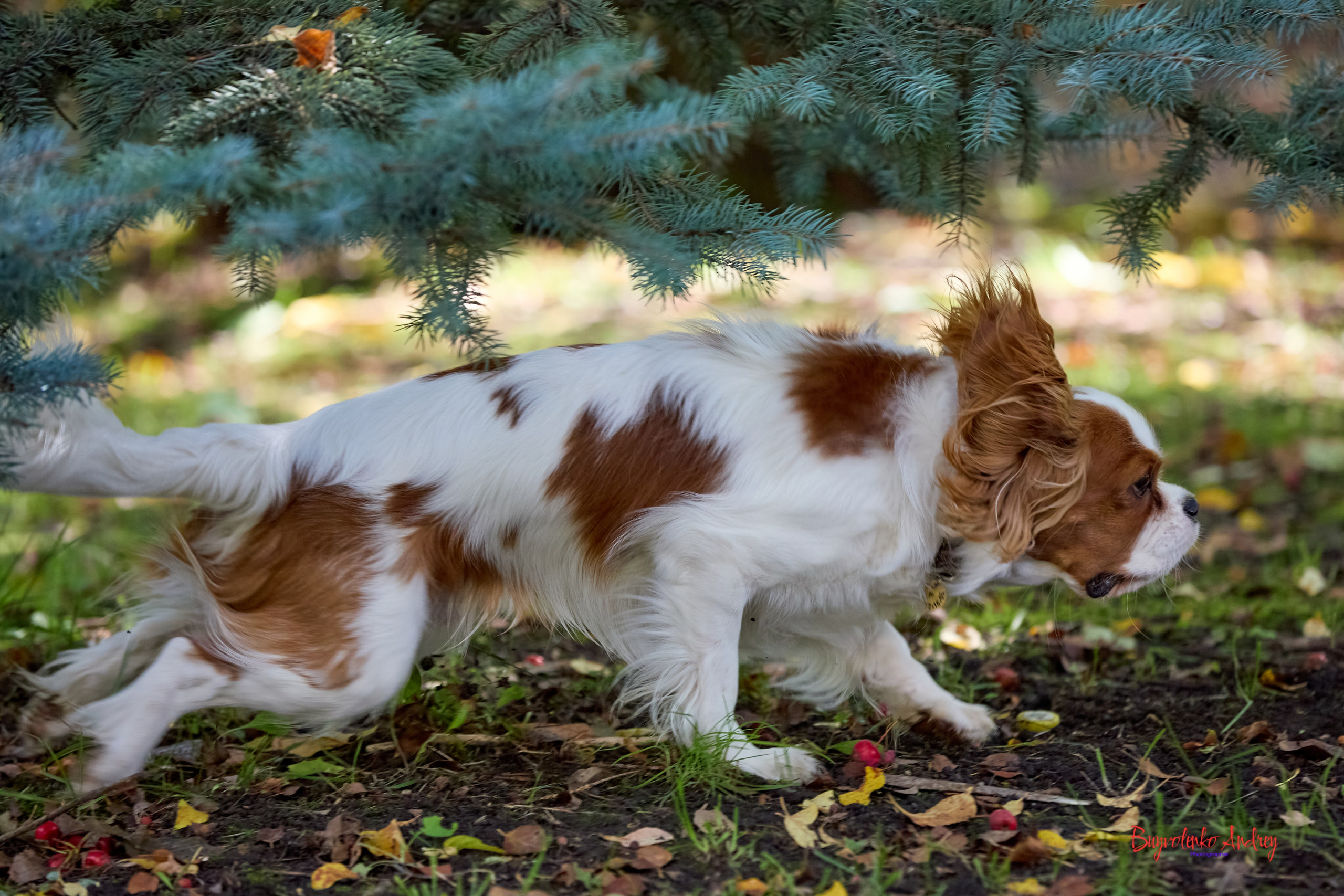 Фотопрогулка с кавалерами. Buyvolenko Andrey