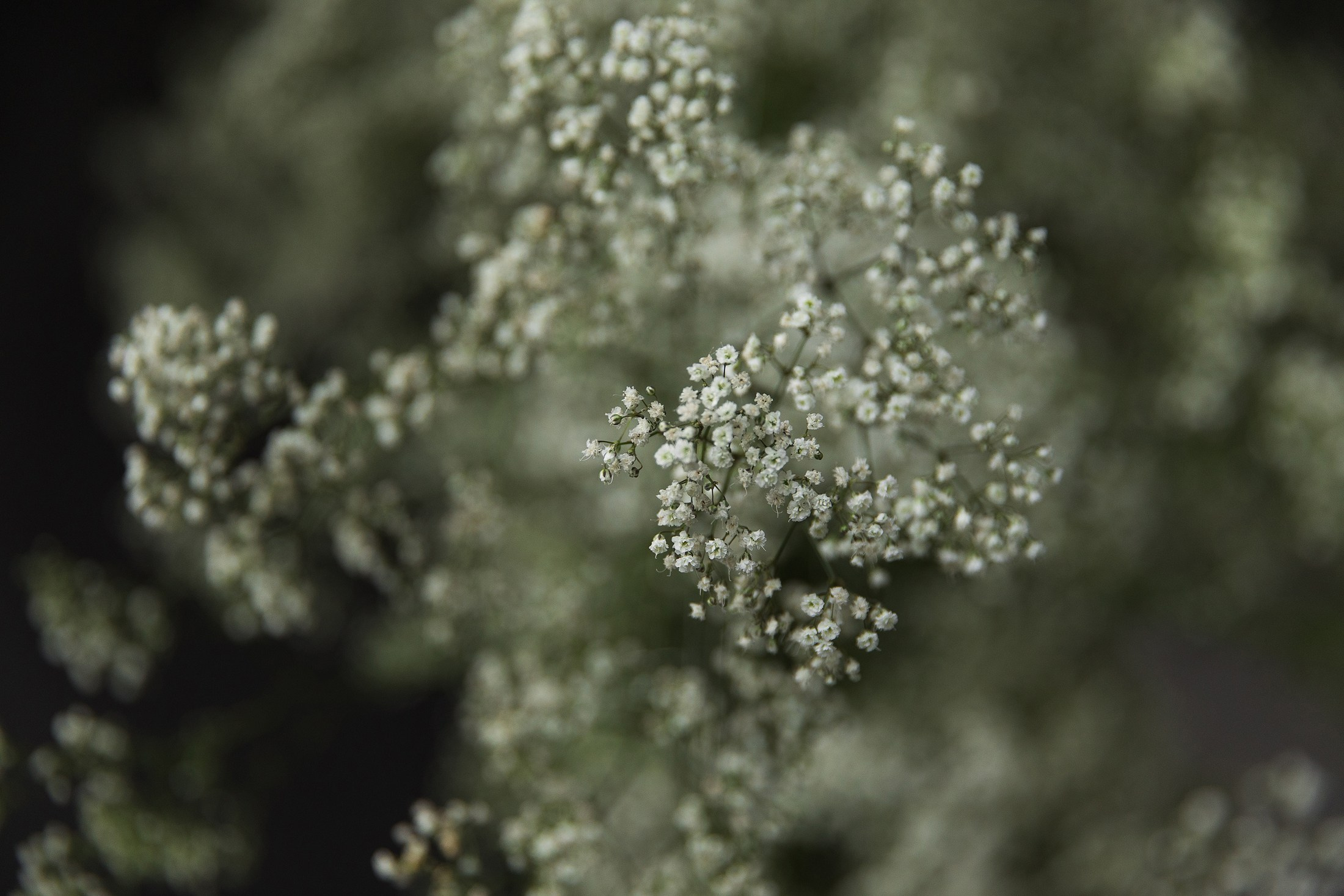 Елена. Свадебный и семейный фотограф в Челябинске Мазуркевич Макс