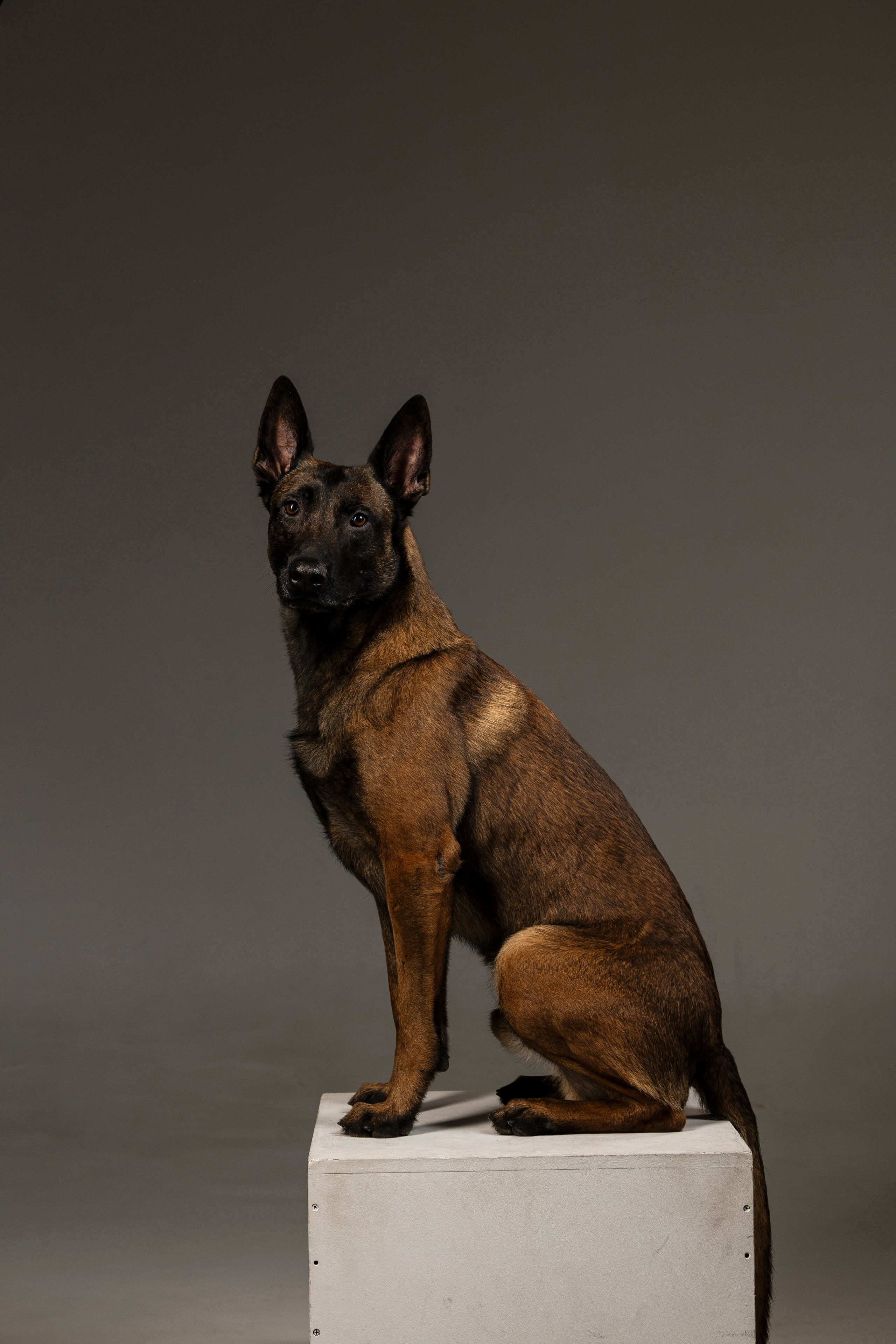 Студия. Фотограф-анималист Анна Маринич