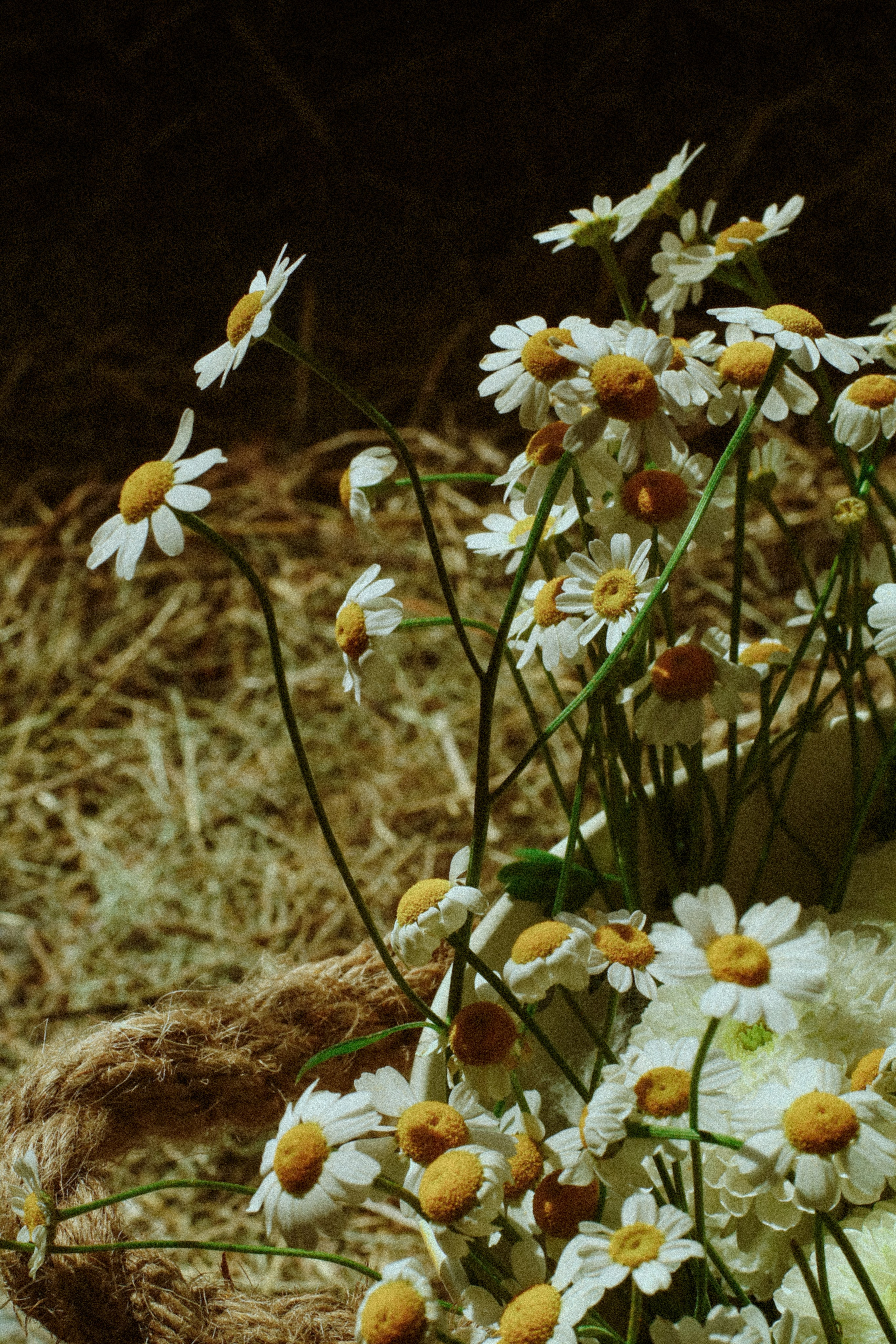 Детская семейная фотосессия. Фотограф и видеограф Анастасия Витюкова | Екатеринбург