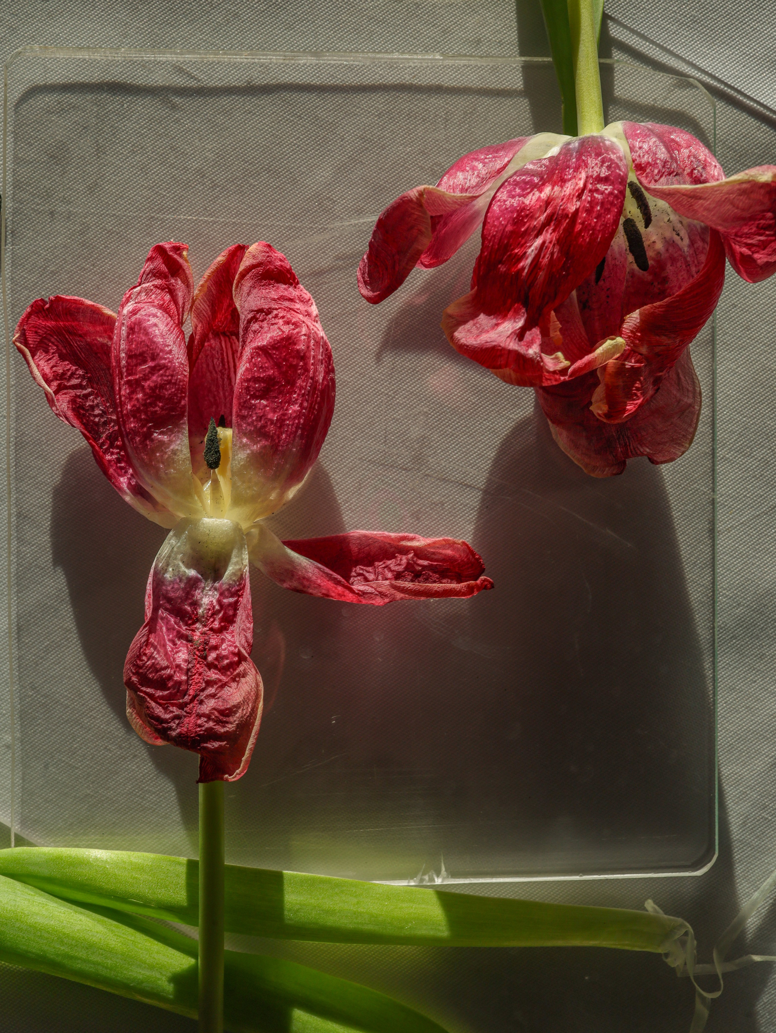 Природа &. Фотохудожник в СПб