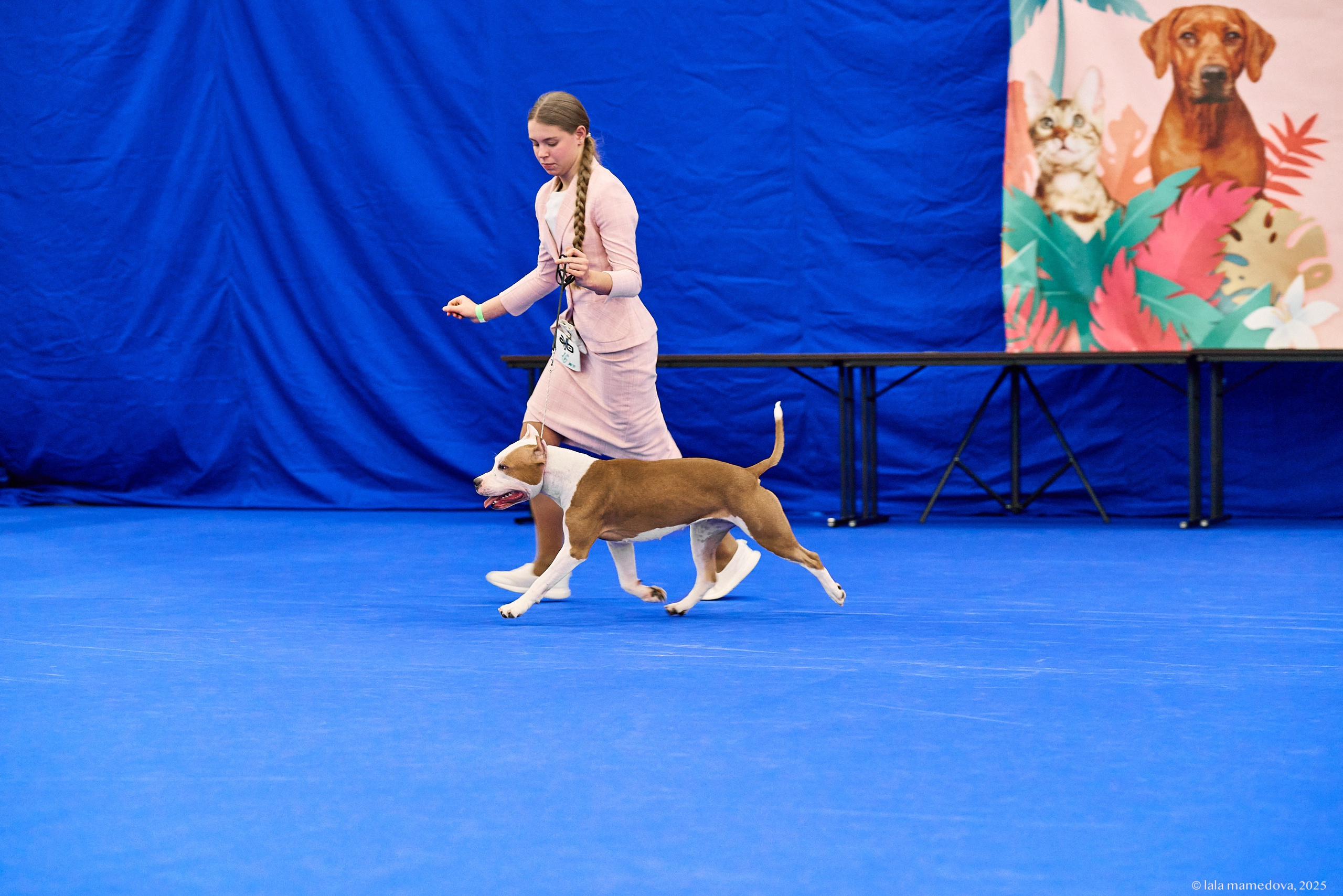 22-23 FEB 2025 | NATIONAL DOG SHOW «BALTIC TRIUMPH-2025»