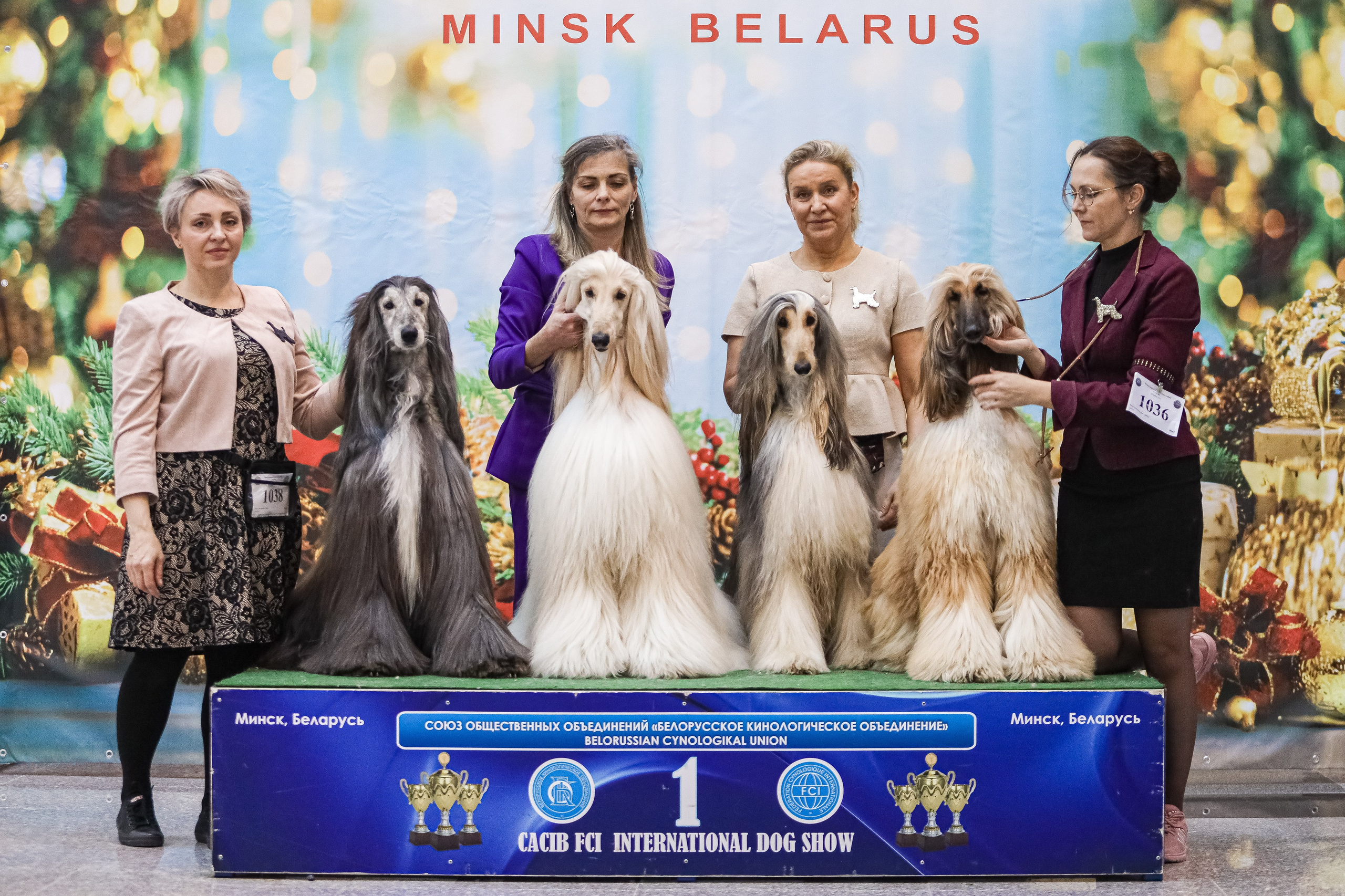 Международная выставка собак СACIB FCI 29-30.11.2025. Галерея фотографий афганской борзой