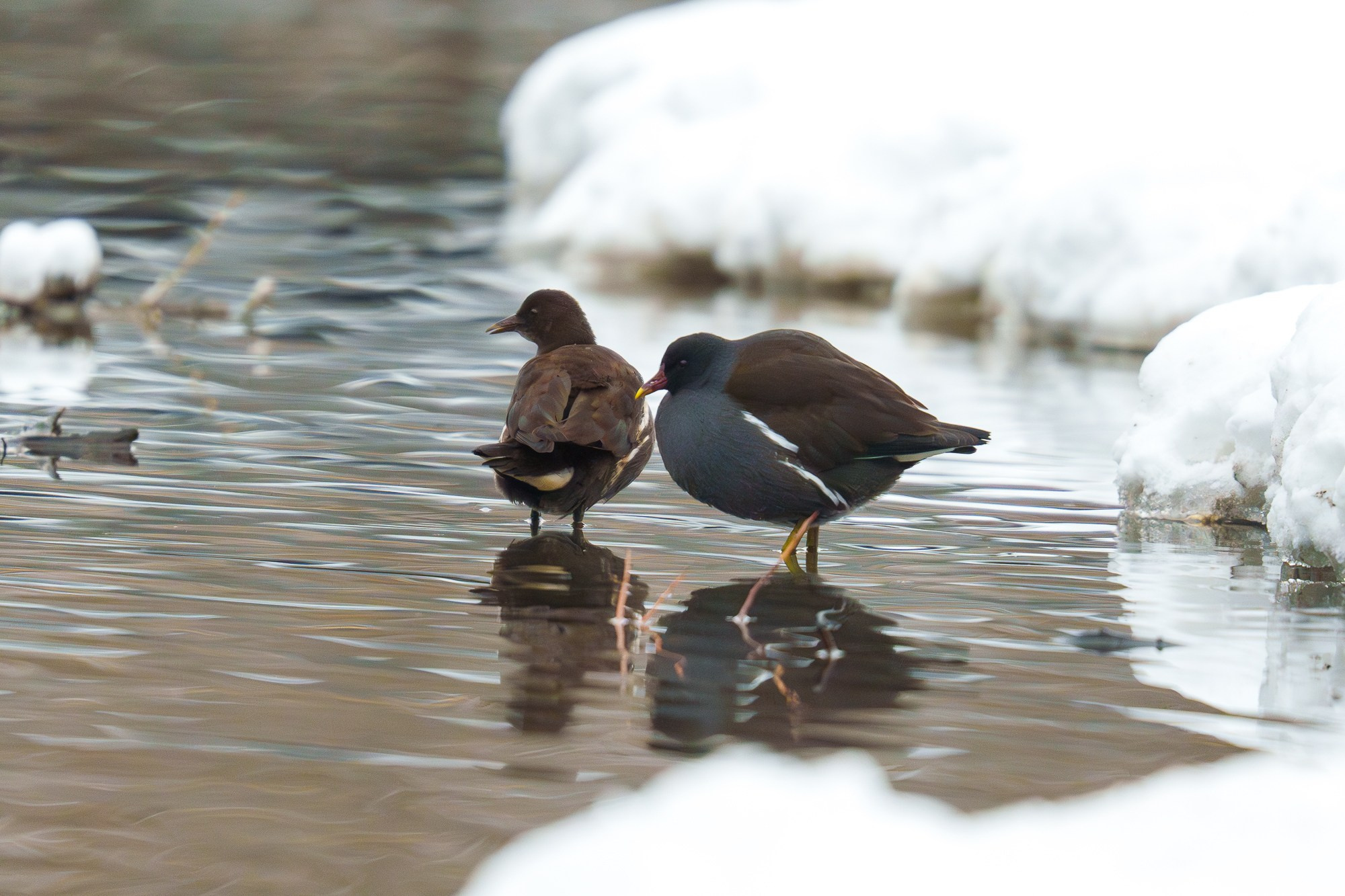 Удивительные мир птиц. Вокруг нас столько прекрасного — присмотритесь!. Ваш личный фотограф Марина Волкова
