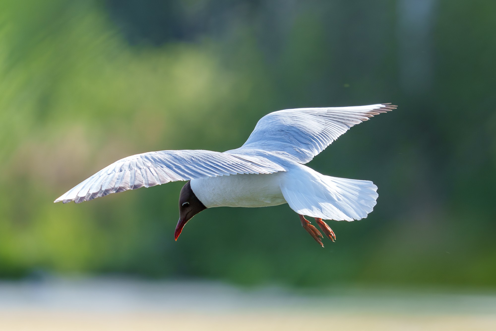 Удивительные мир птиц. Вокруг нас столько прекрасного — присмотритесь!. Ваш личный фотограф Марина Волкова