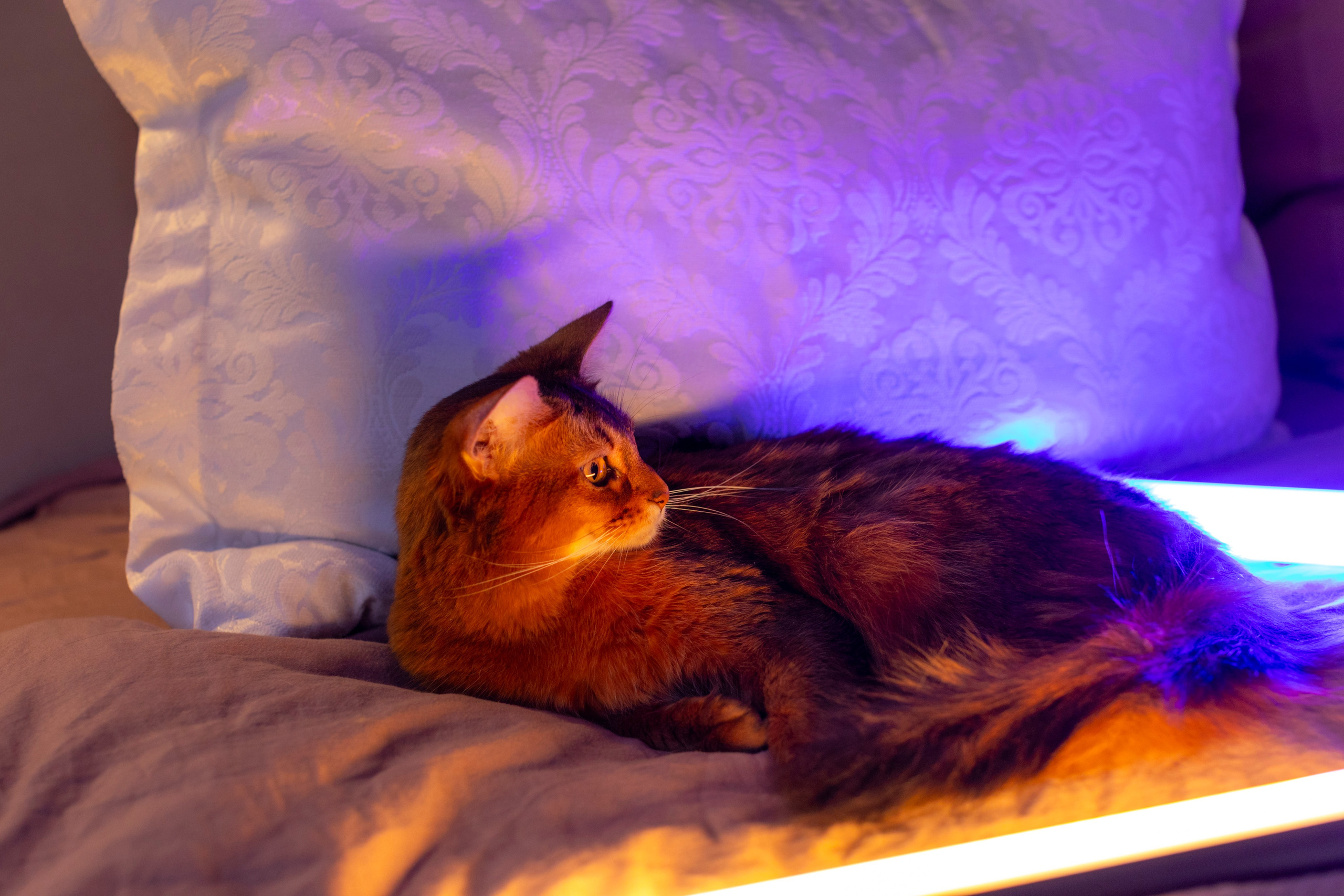 Сомали. Art my Pho