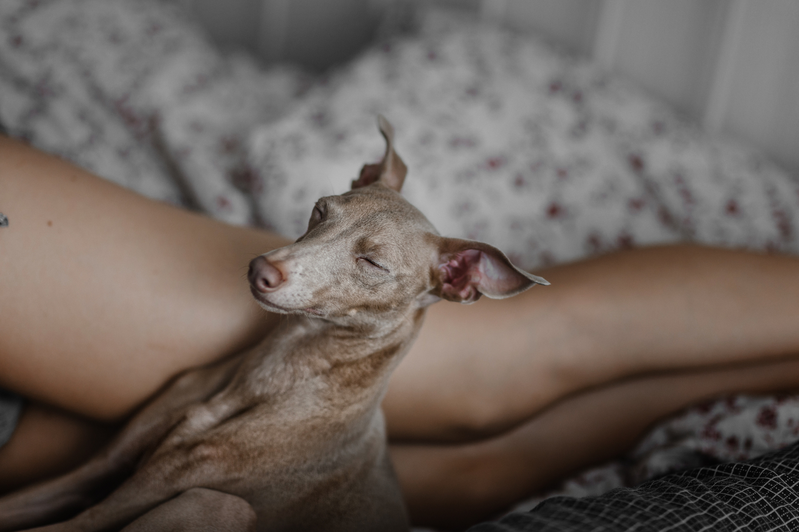 Max + Dasha. Антон Айрис | Anton Iris — стильно сниму твою свадьбу и депрессию