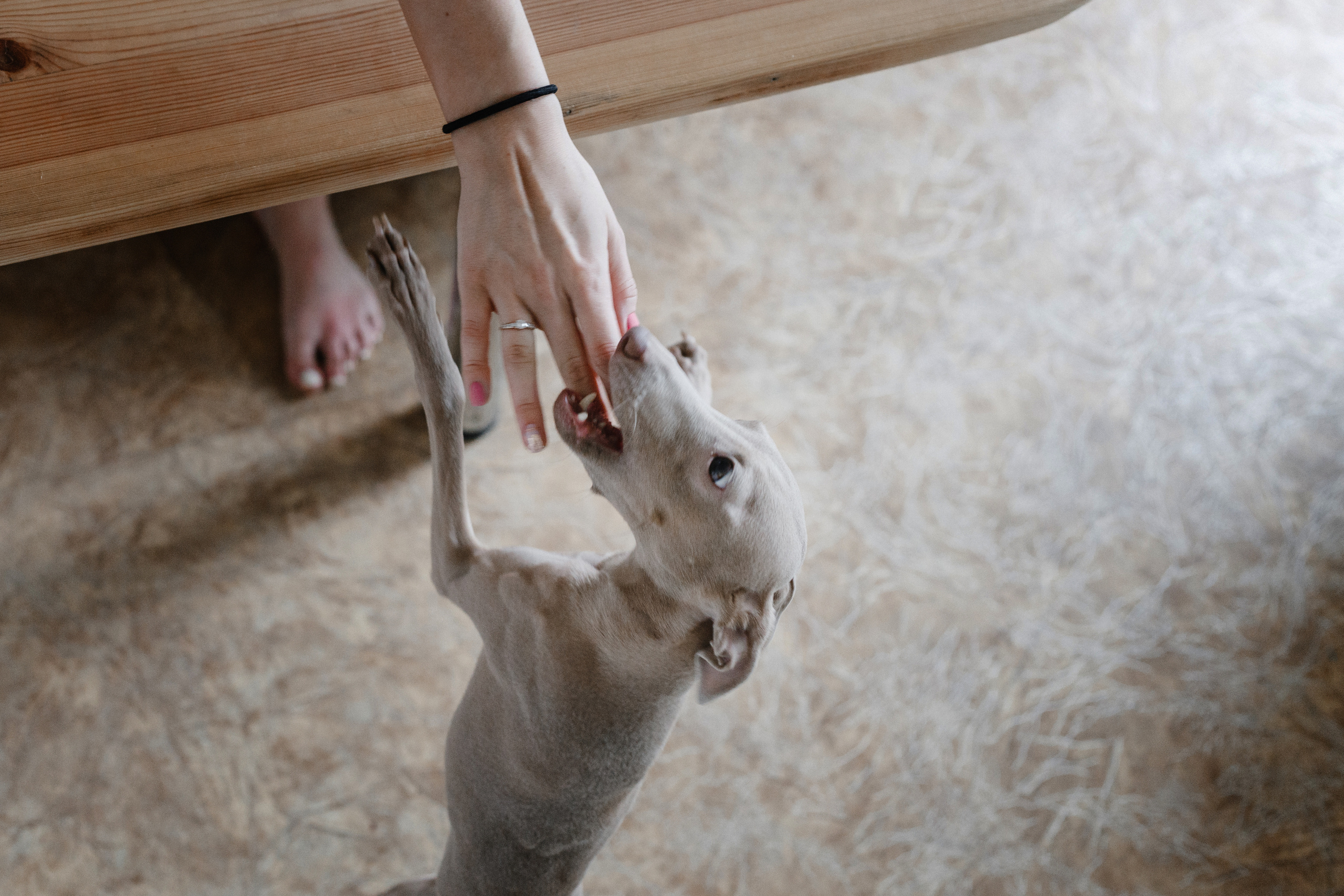 Max + Dasha. Антон Айрис | Anton Iris — стильно сниму твою свадьбу и депрессию